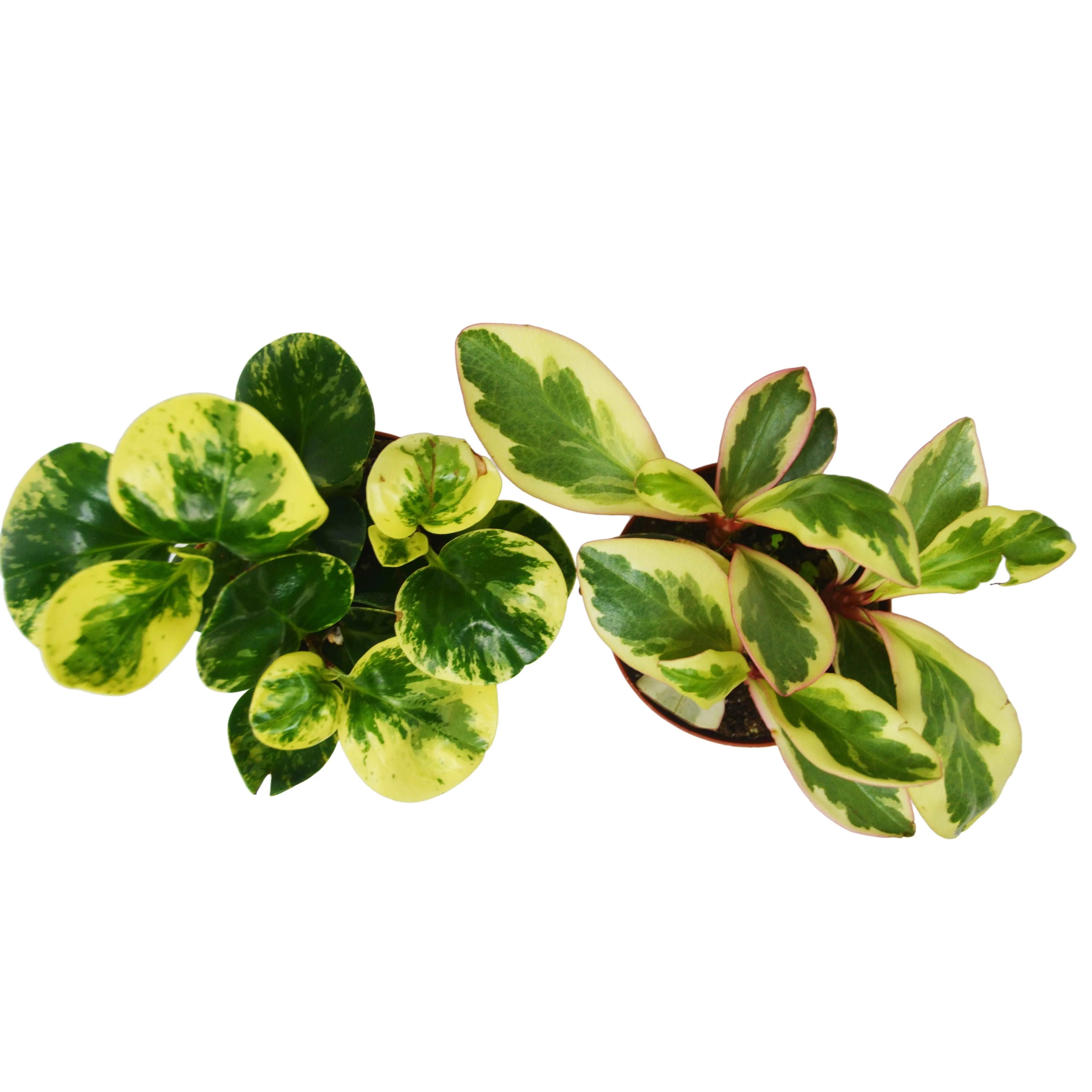 2 Peperomia Plants Variety Pack in 4" Pots - Baby Rubber Plants - Image 3