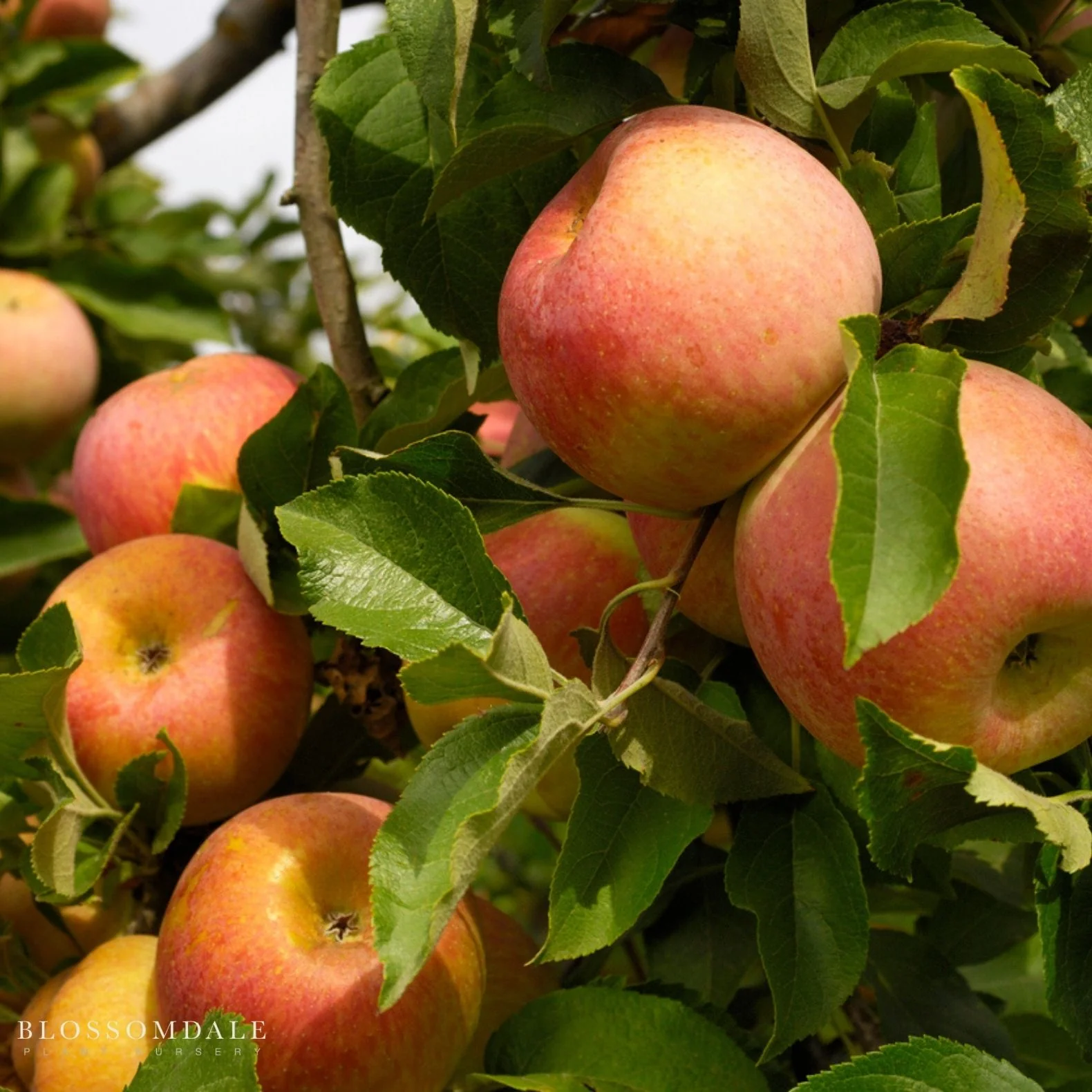 4-in-1 Espaliered Apple-Low Chill G-F-A-Dor-B-GS - Image 2