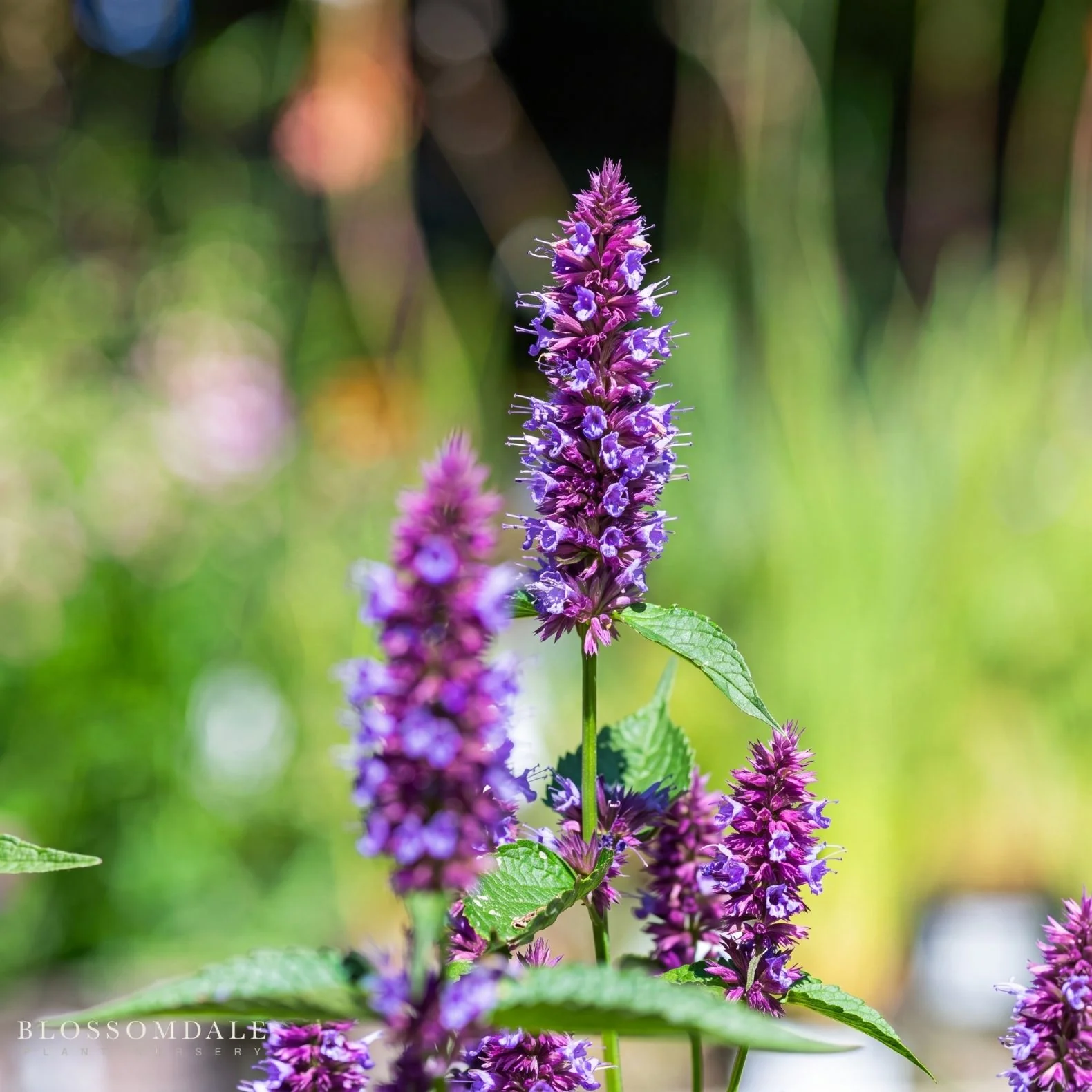 Agastache Rugosa 'Beelicious Purple' - Image 2