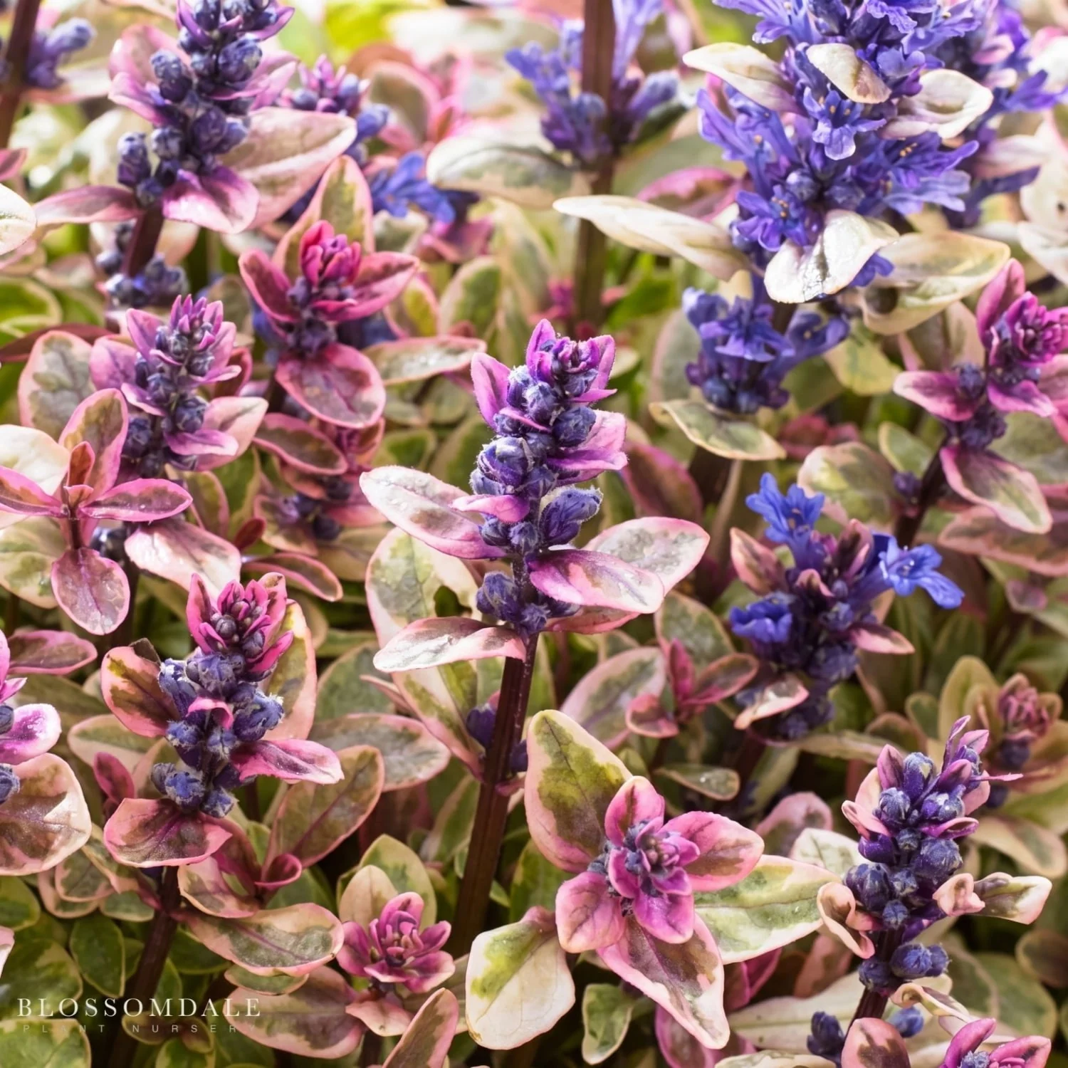 Bugleweed 'Princess Nadia' - Image 2