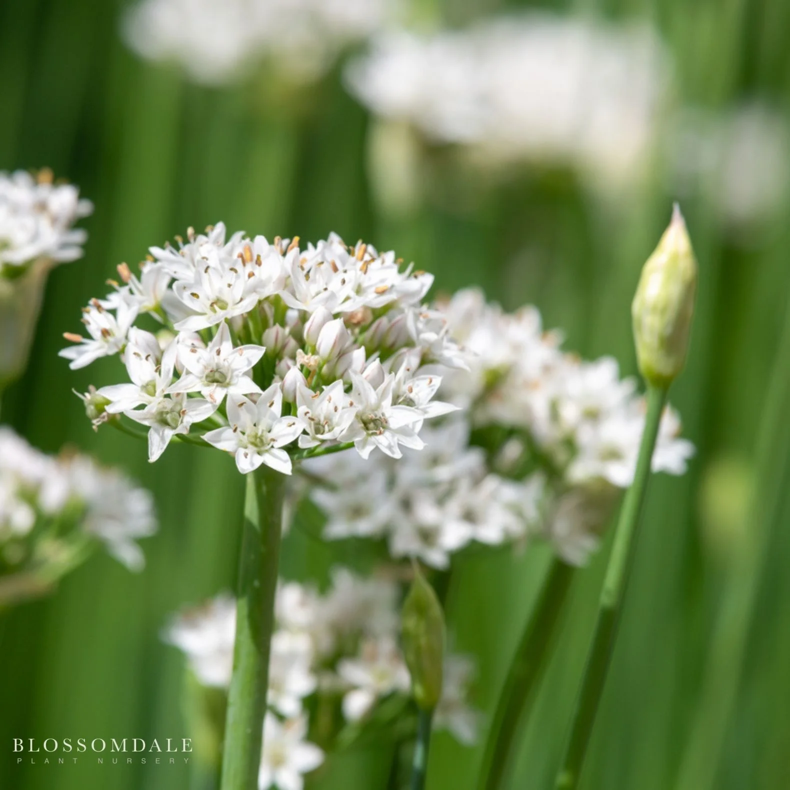 Garlic Chive Seeds - Image 3