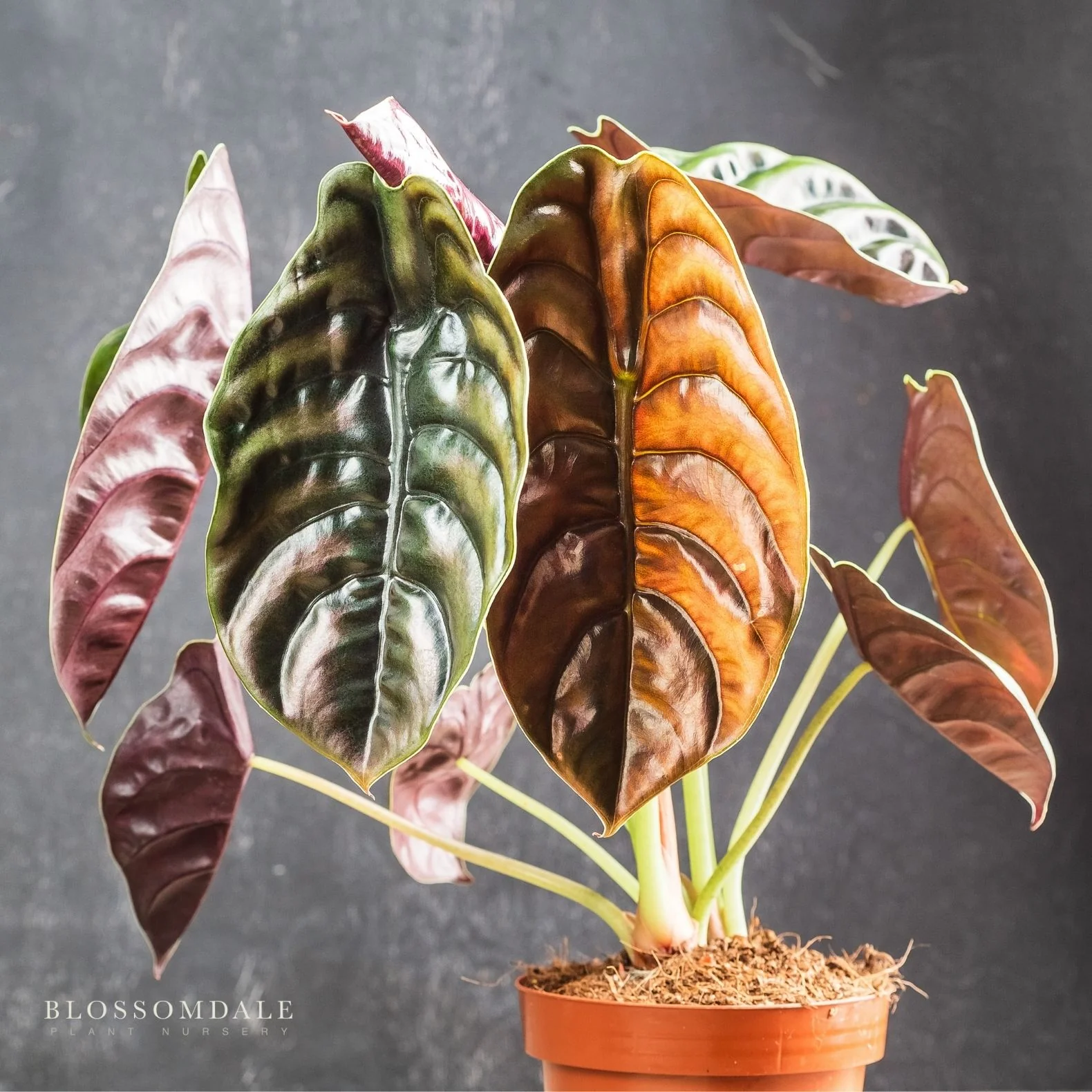Alocasia Cuprea 'Red Secret'
