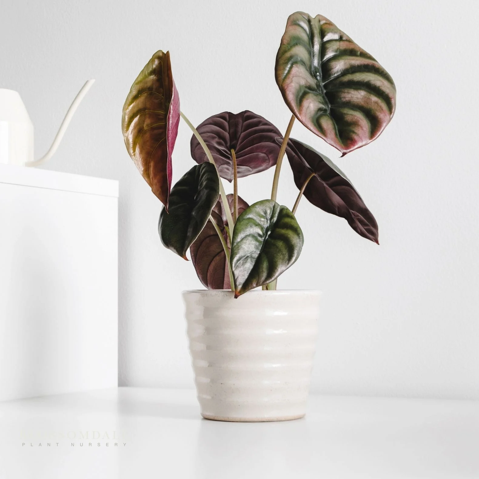Alocasia Cuprea 'Red Secret' - Image 2