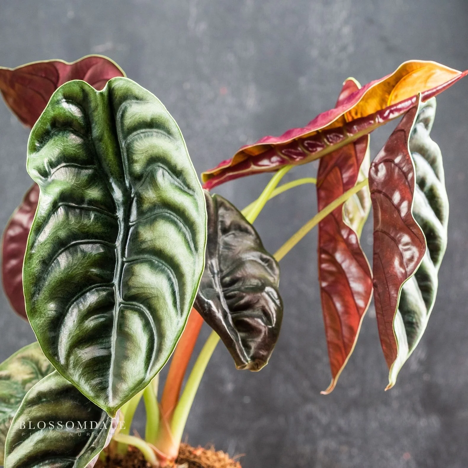 Alocasia Cuprea 'Red Secret' - Image 3