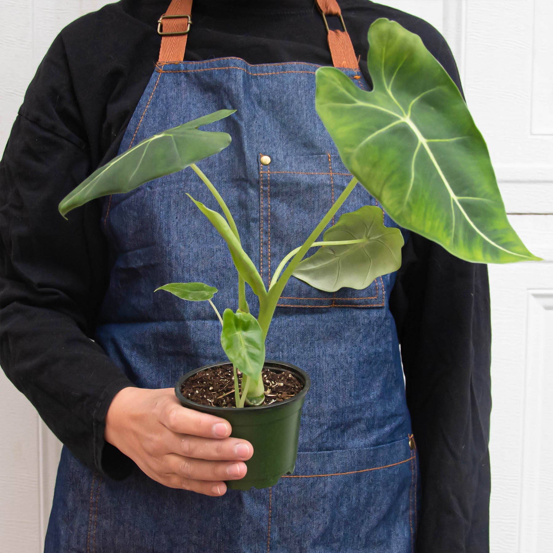 Alocasia Micholitziana 'Frydek' - Image 3
