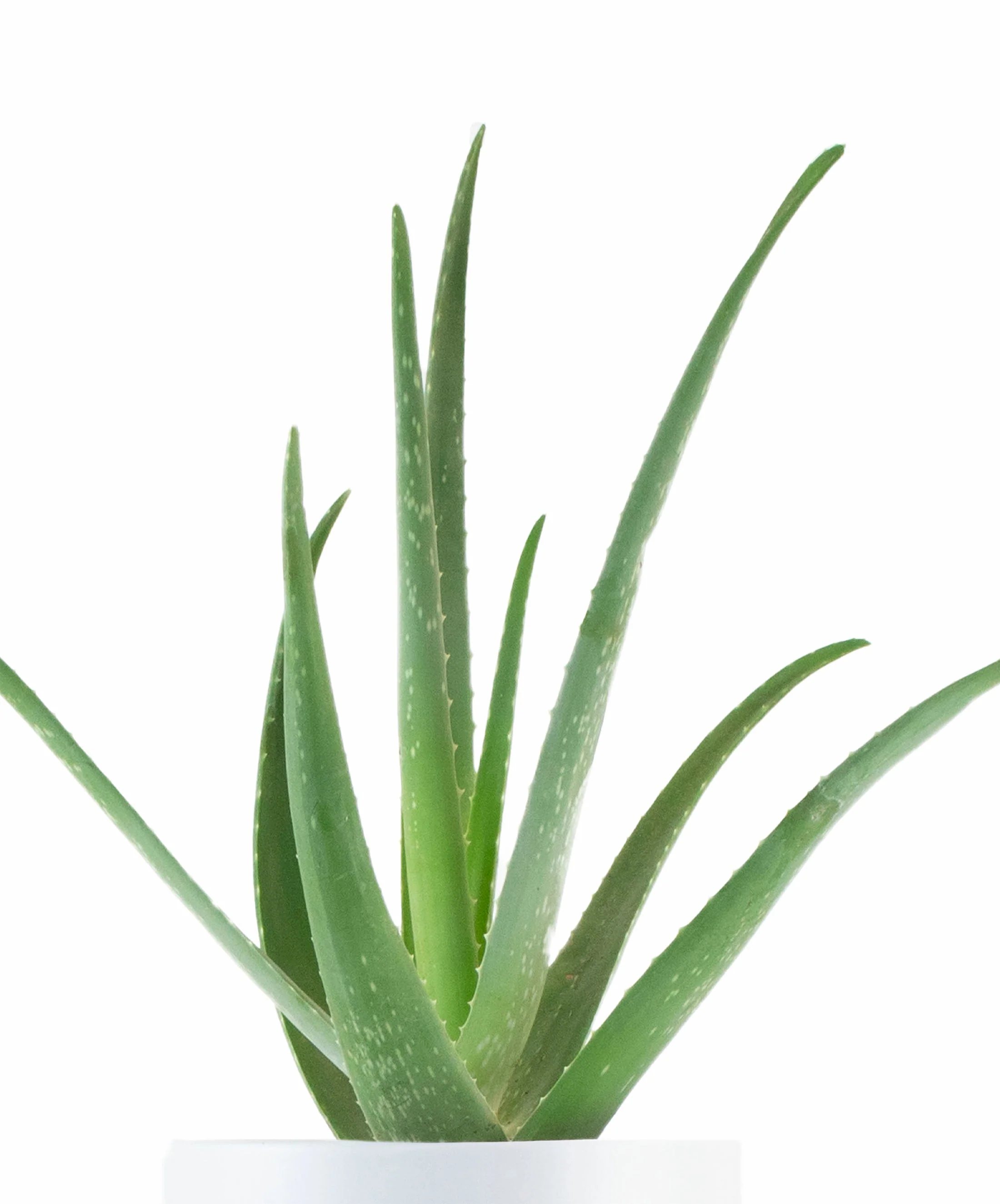Aloe Vera House Plant in White Ceramic Cylinder Planter - Image 2