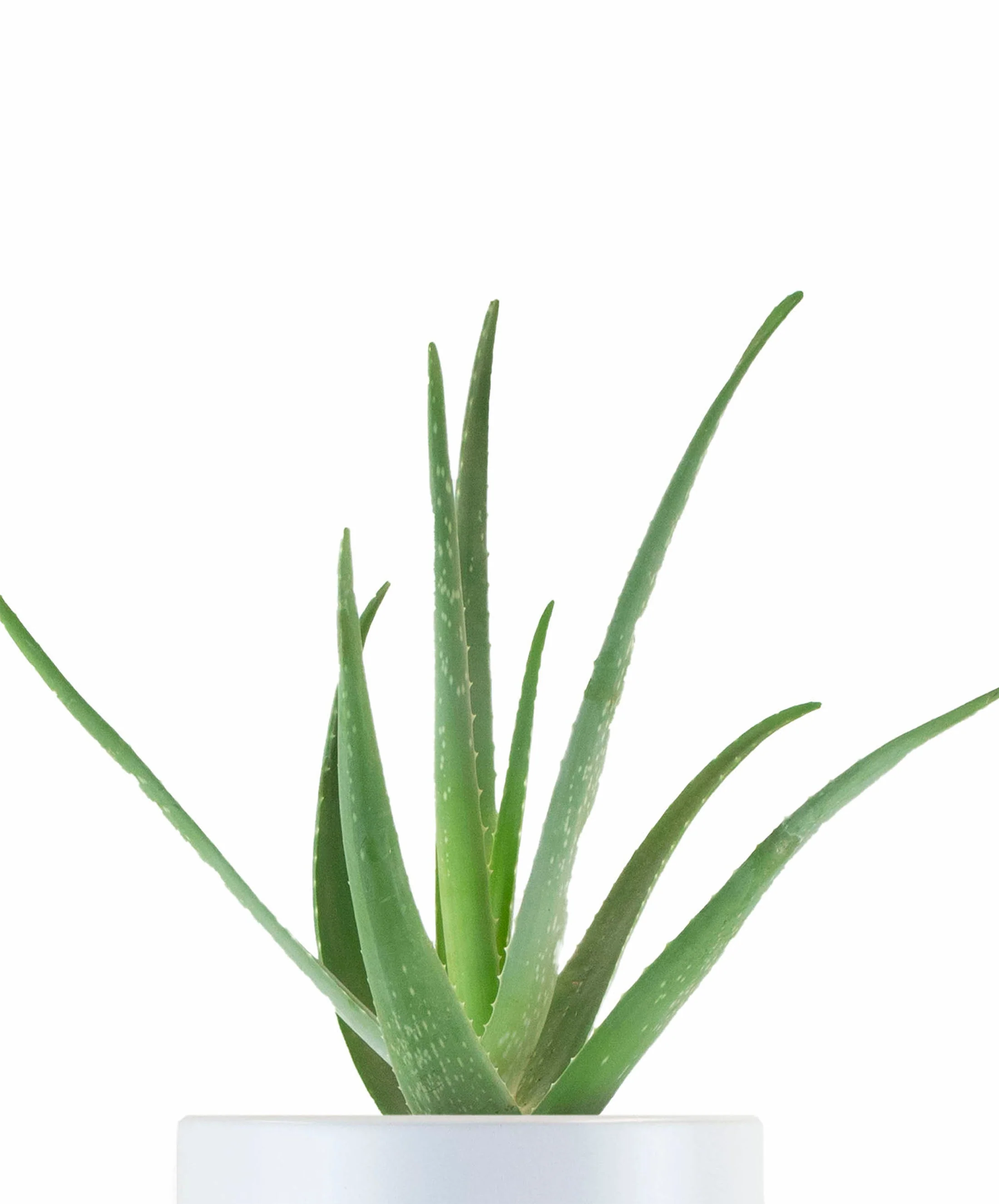 Aloe Vera House Plant in White Ceramic Cylinder Planter - Image 5