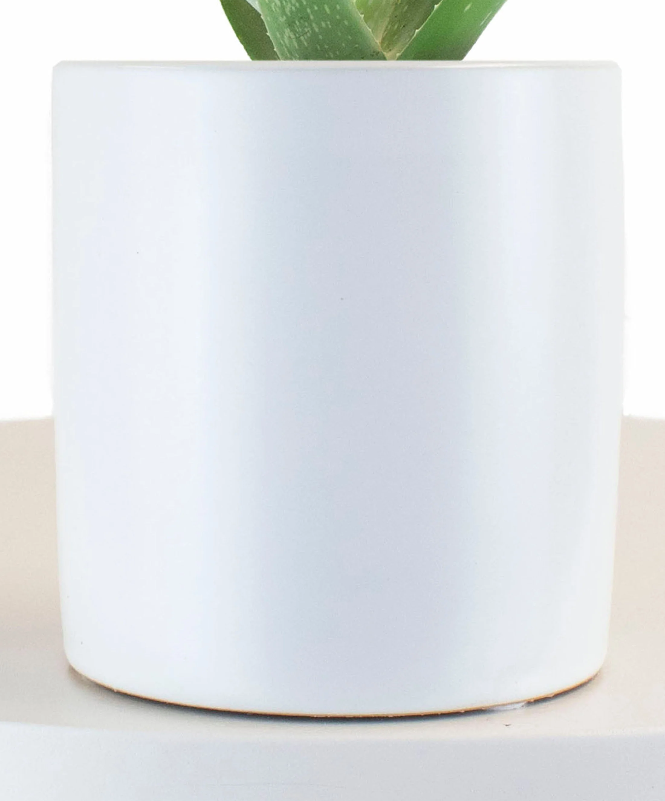 Aloe Vera House Plant in White Ceramic Cylinder Planter - Image 6