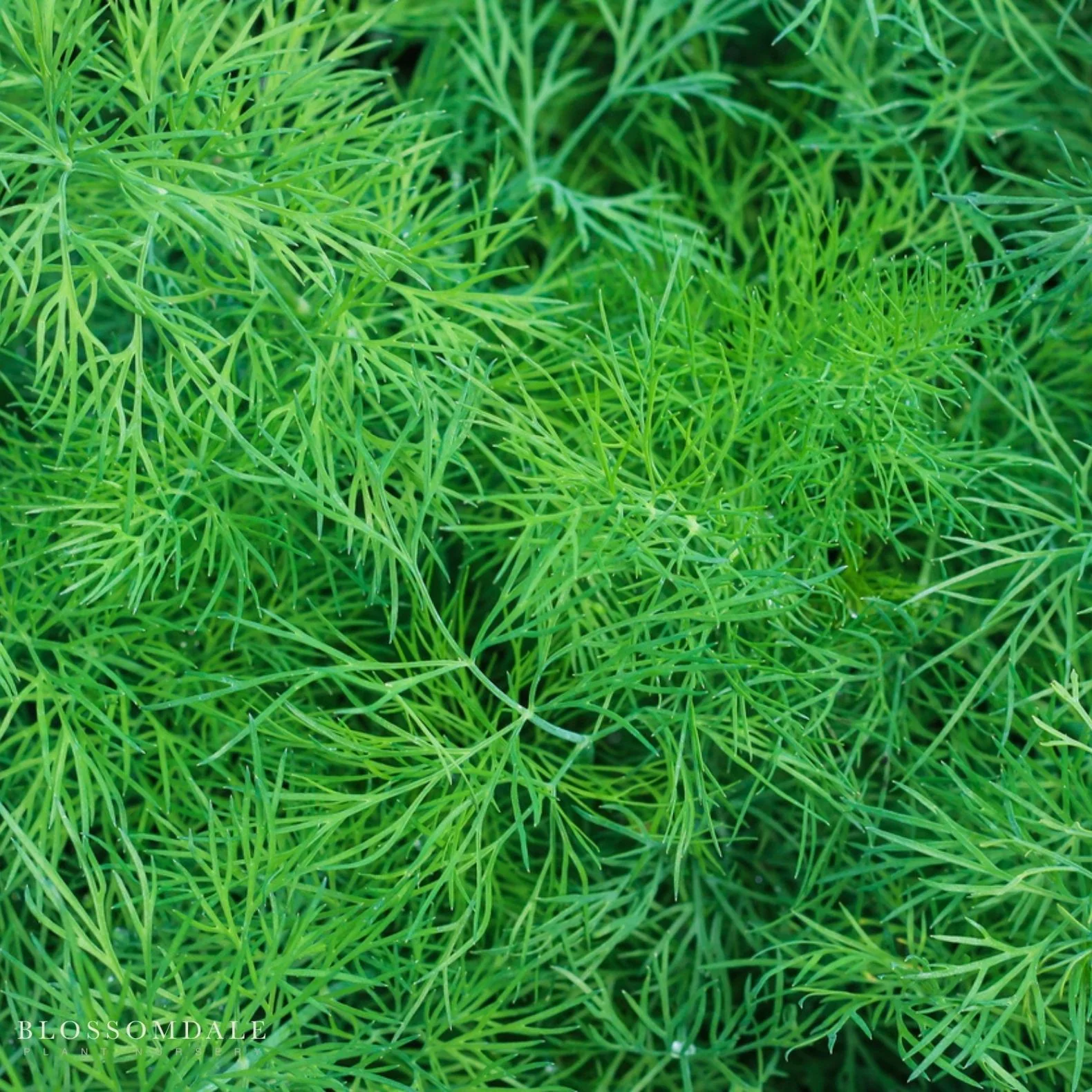 Fernleaf Dill Seeds - Image 2