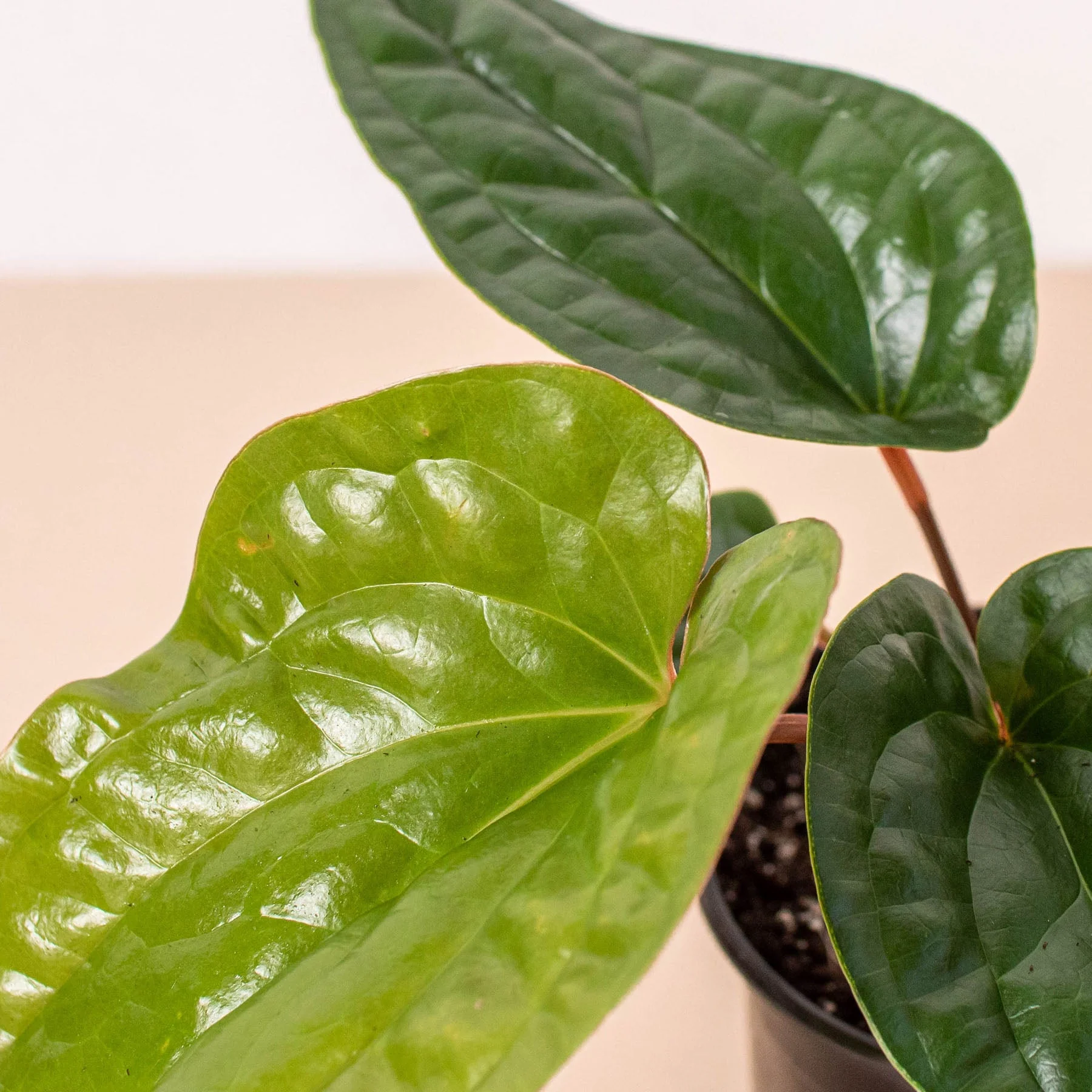 Anthurium 'Radicans x Luxurians' - Image 2