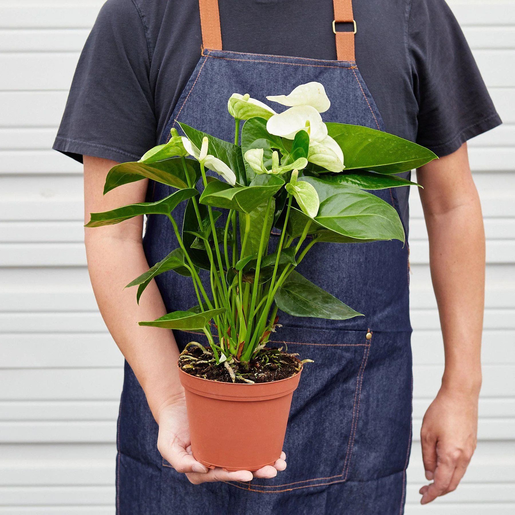 Anthurium 'White' - Image 6