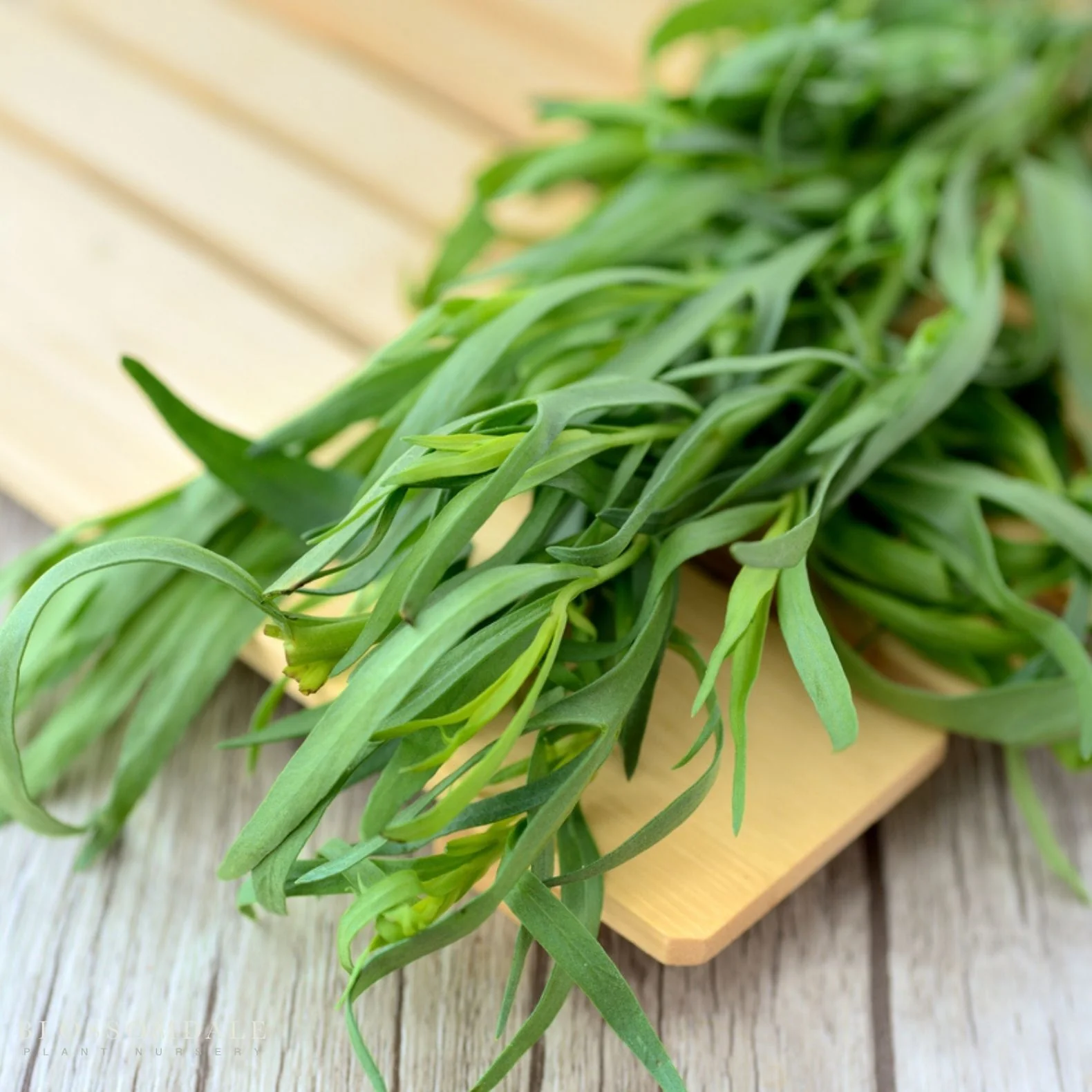 Russian Tarragon Seeds - Image 2