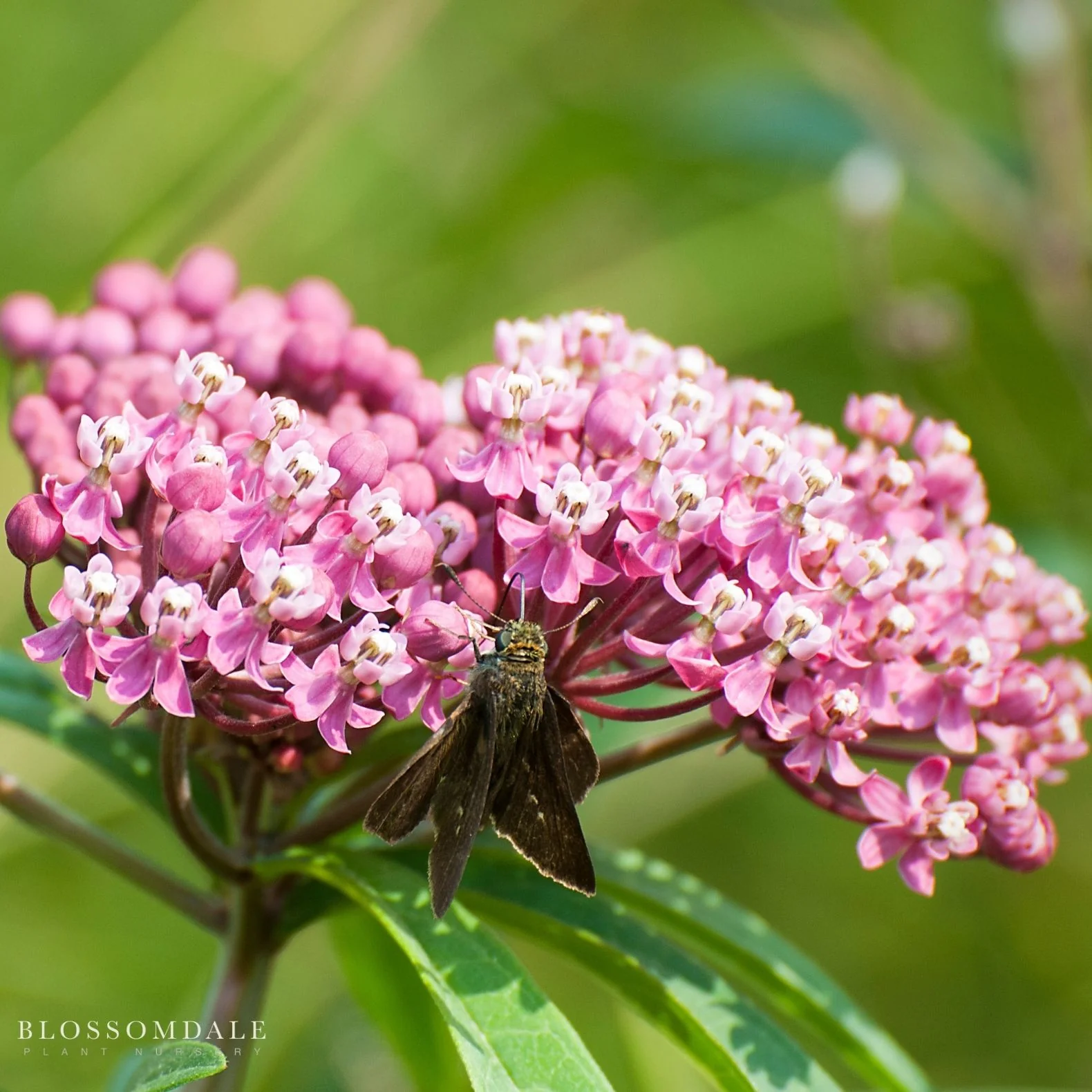 Pink Swamp Milkweed - Image 3