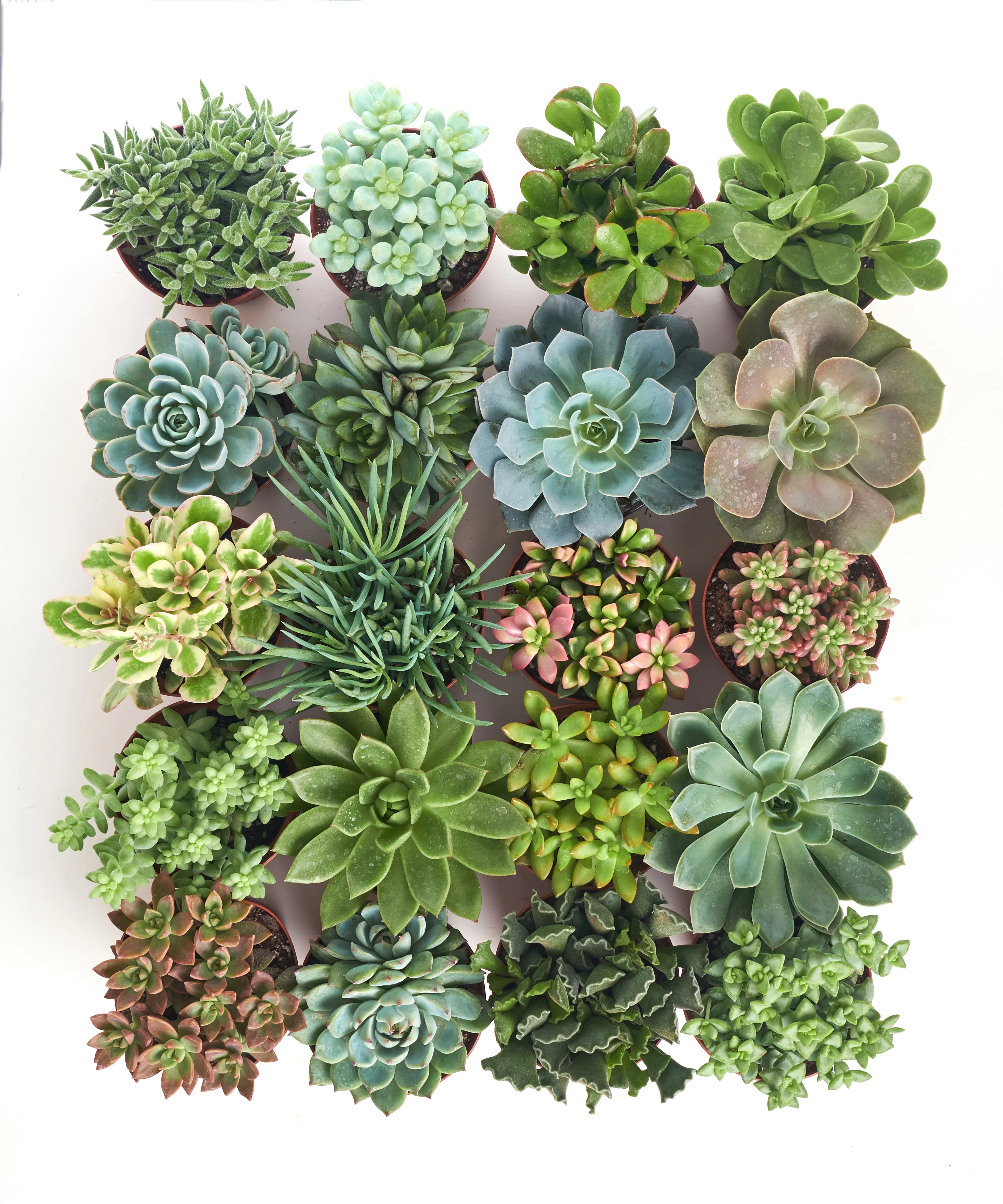 Assorted Medium Succulent Collection - Image 6