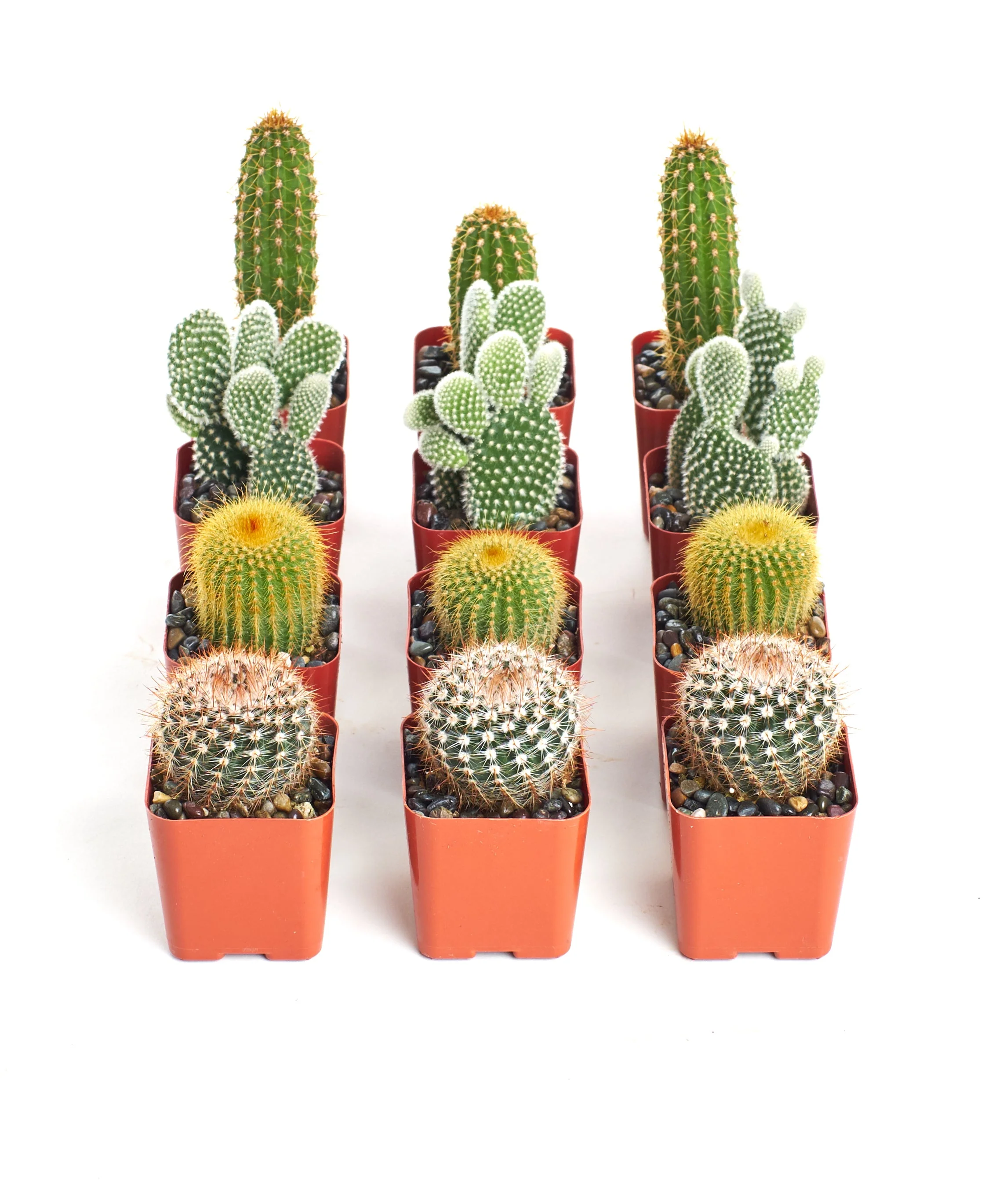 Assorted Mini Cactus Collection - Image 11
