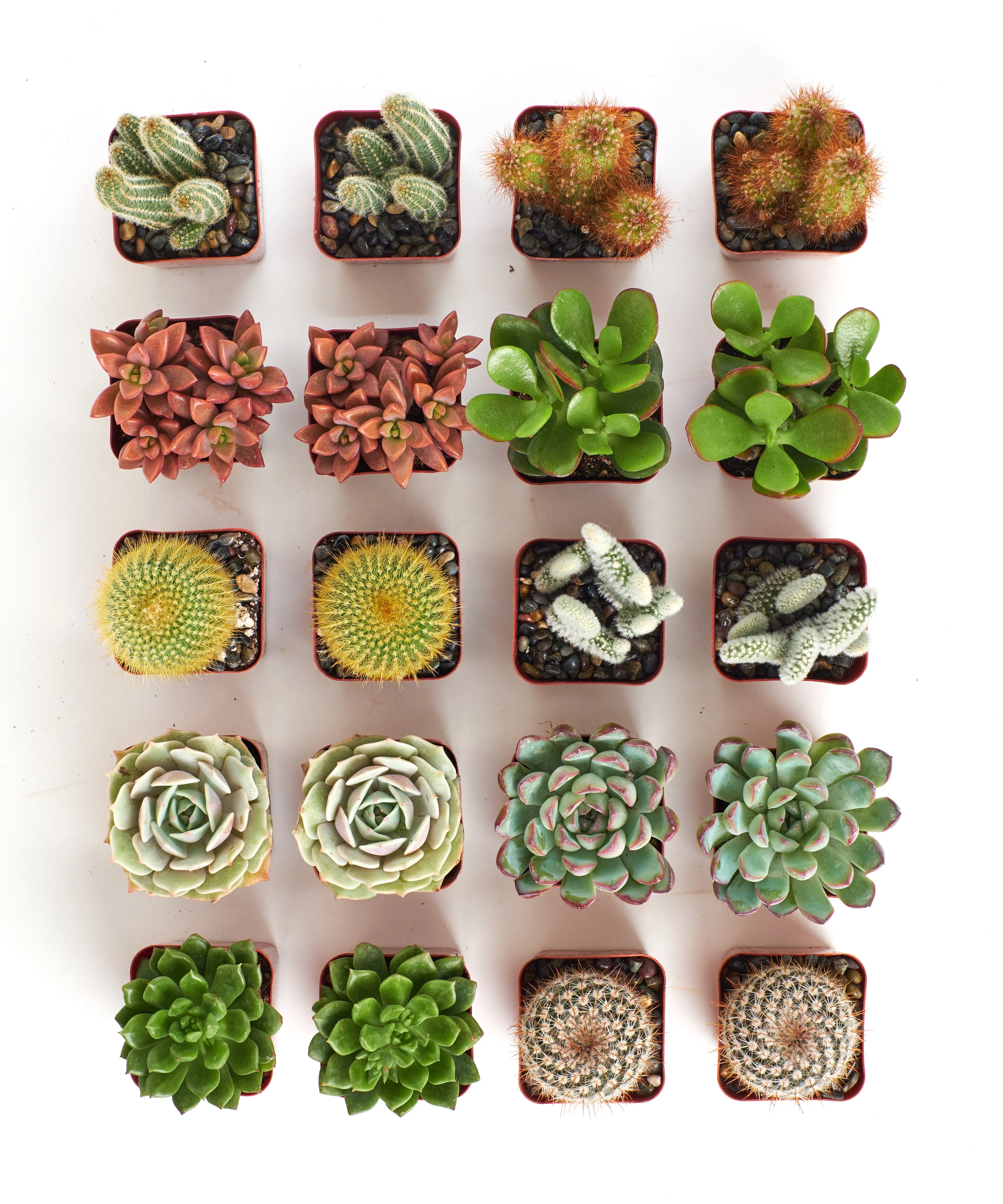Assorted Mini Succulent & Cactus Collection - Image 3