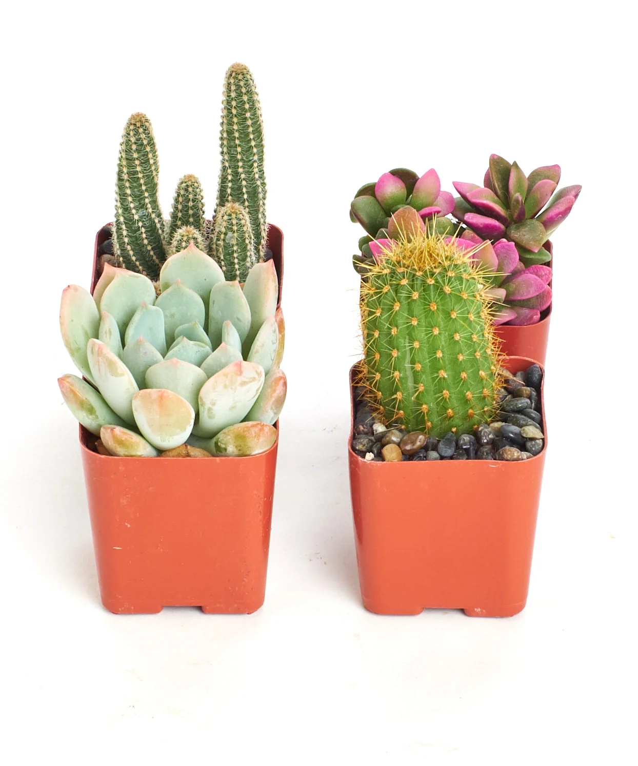 Assorted Mini Succulent & Cactus Collection - Image 4