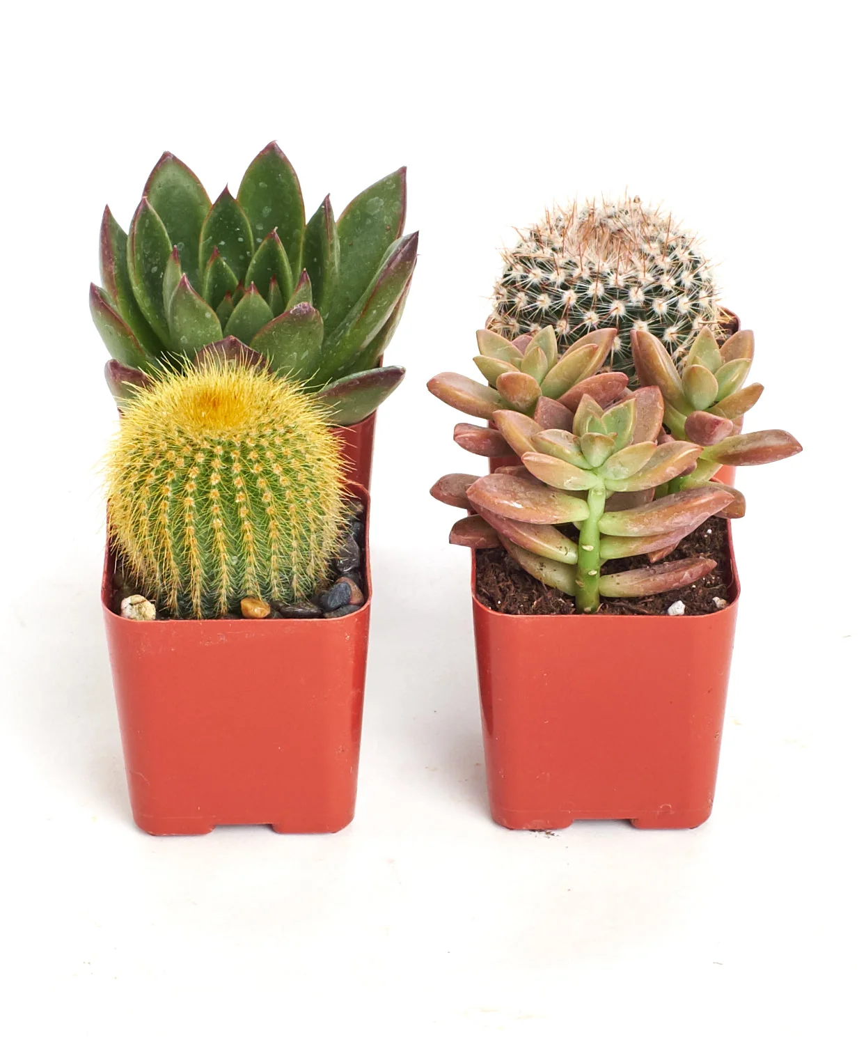 Assorted Mini Succulent & Cactus Collection - Image 5