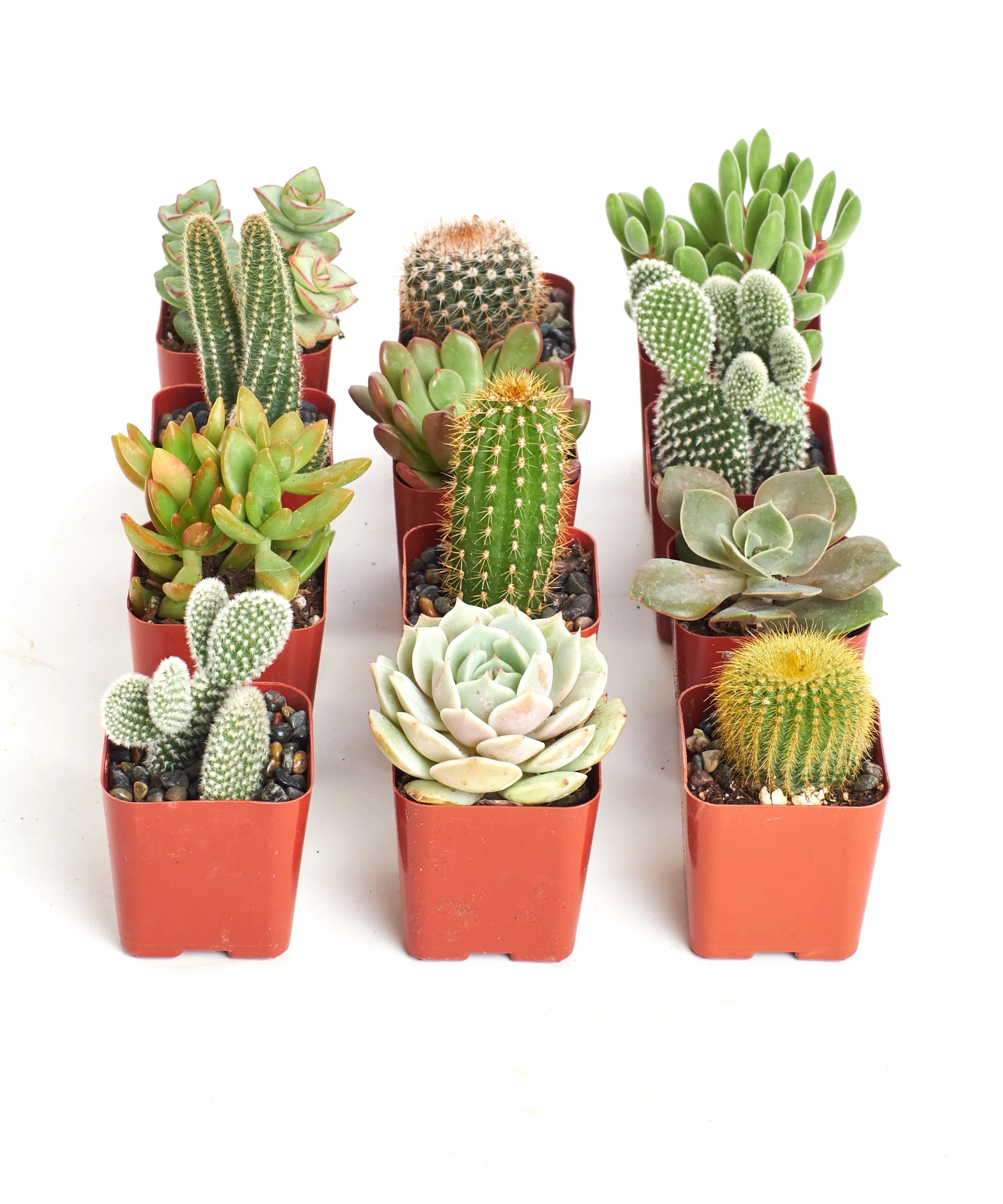 Assorted Mini Succulent & Cactus Collection - Image 7