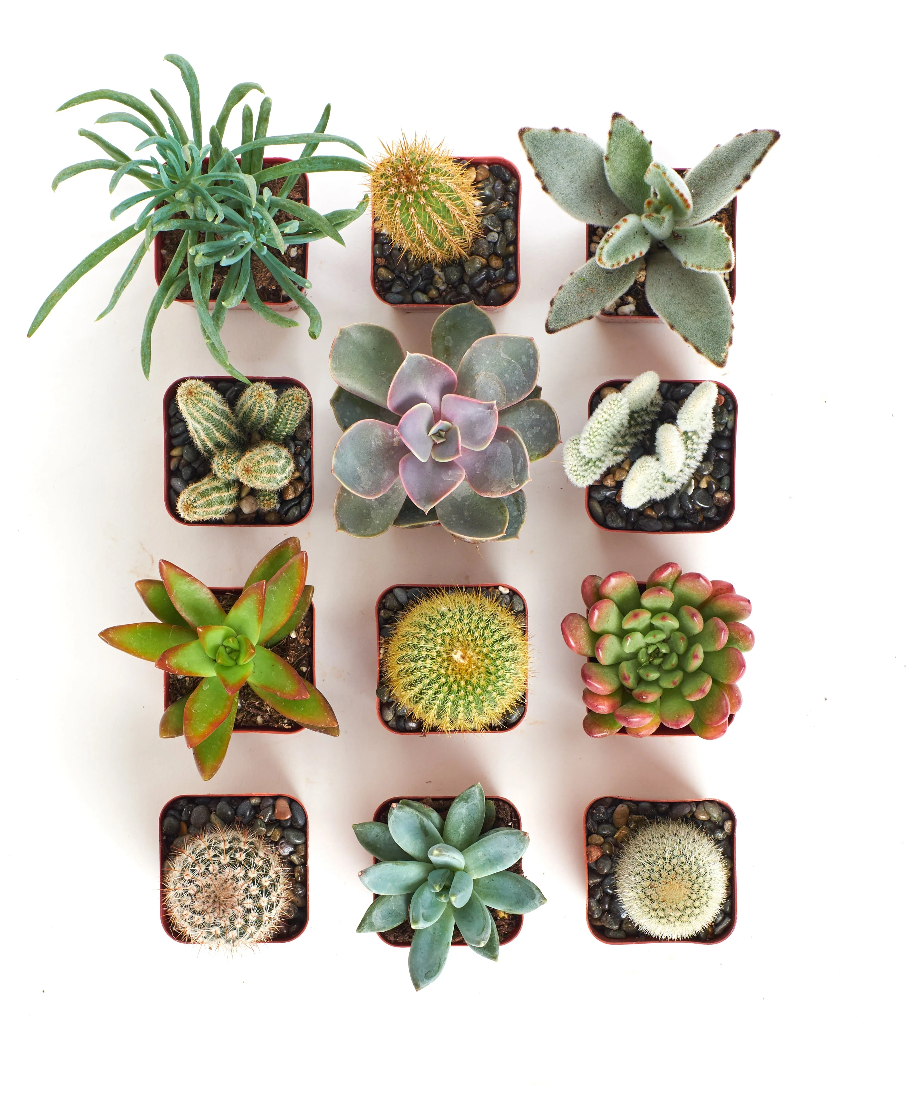 Assorted Mini Succulent & Cactus Collection - Image 9