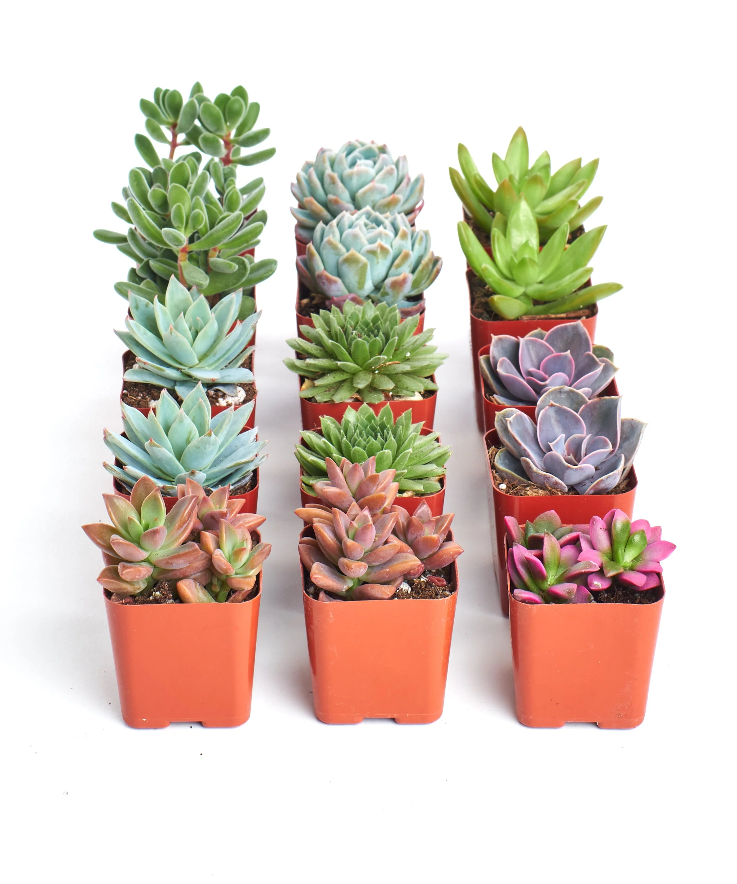 Assorted Mini Succulent Collection - Image 11