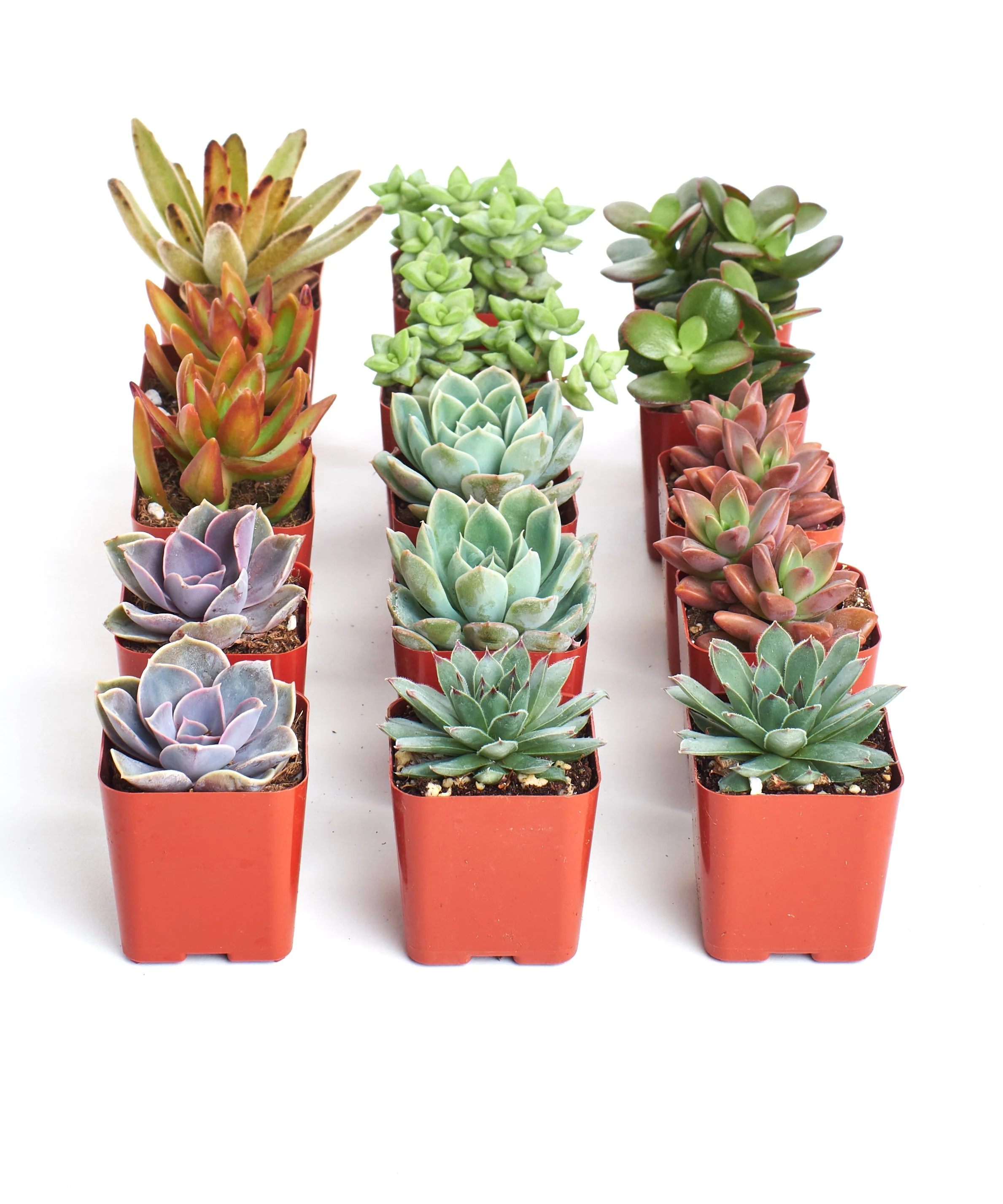 Assorted Mini Succulent Collection - Image 12