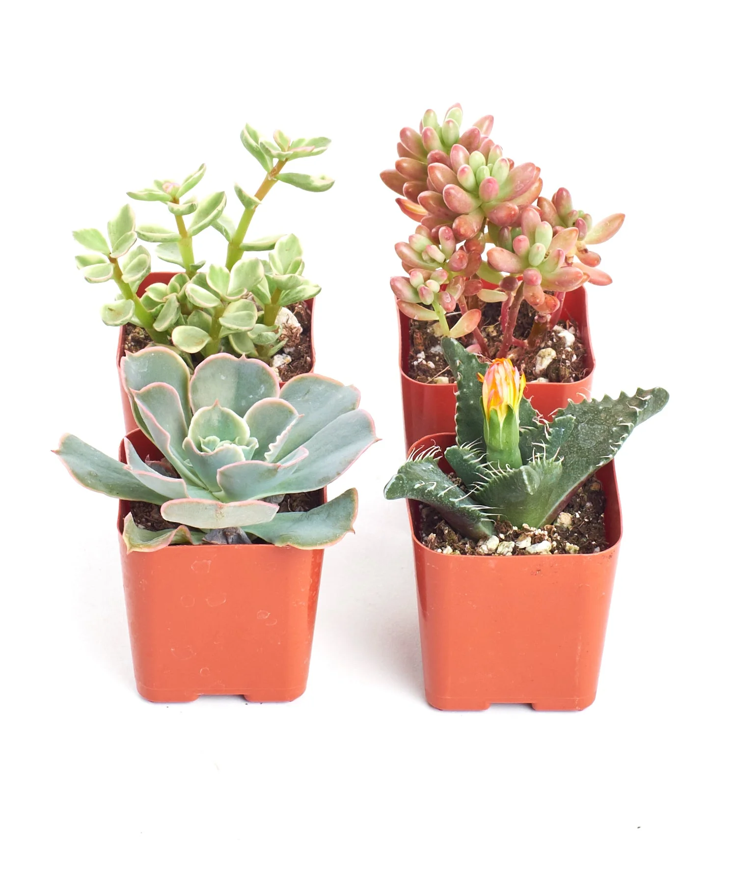 Assorted Mini Succulent Collection - Image 5