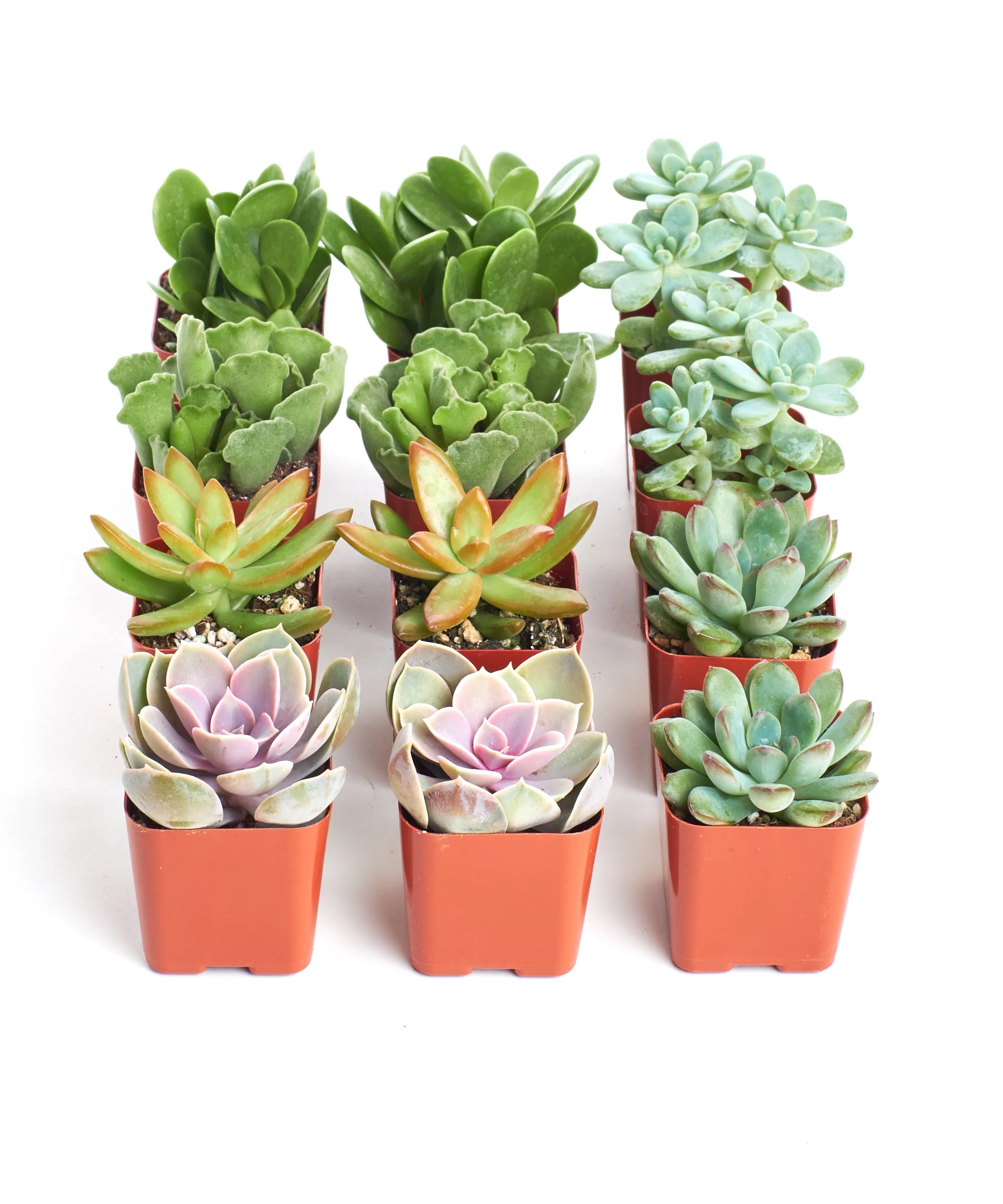 Assorted Mini Succulent Collection - Image 7