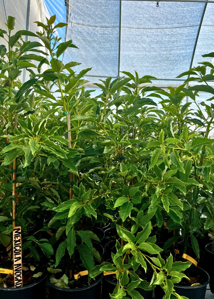 Avocado 'Mexicola' (Persea americana) - Image 2