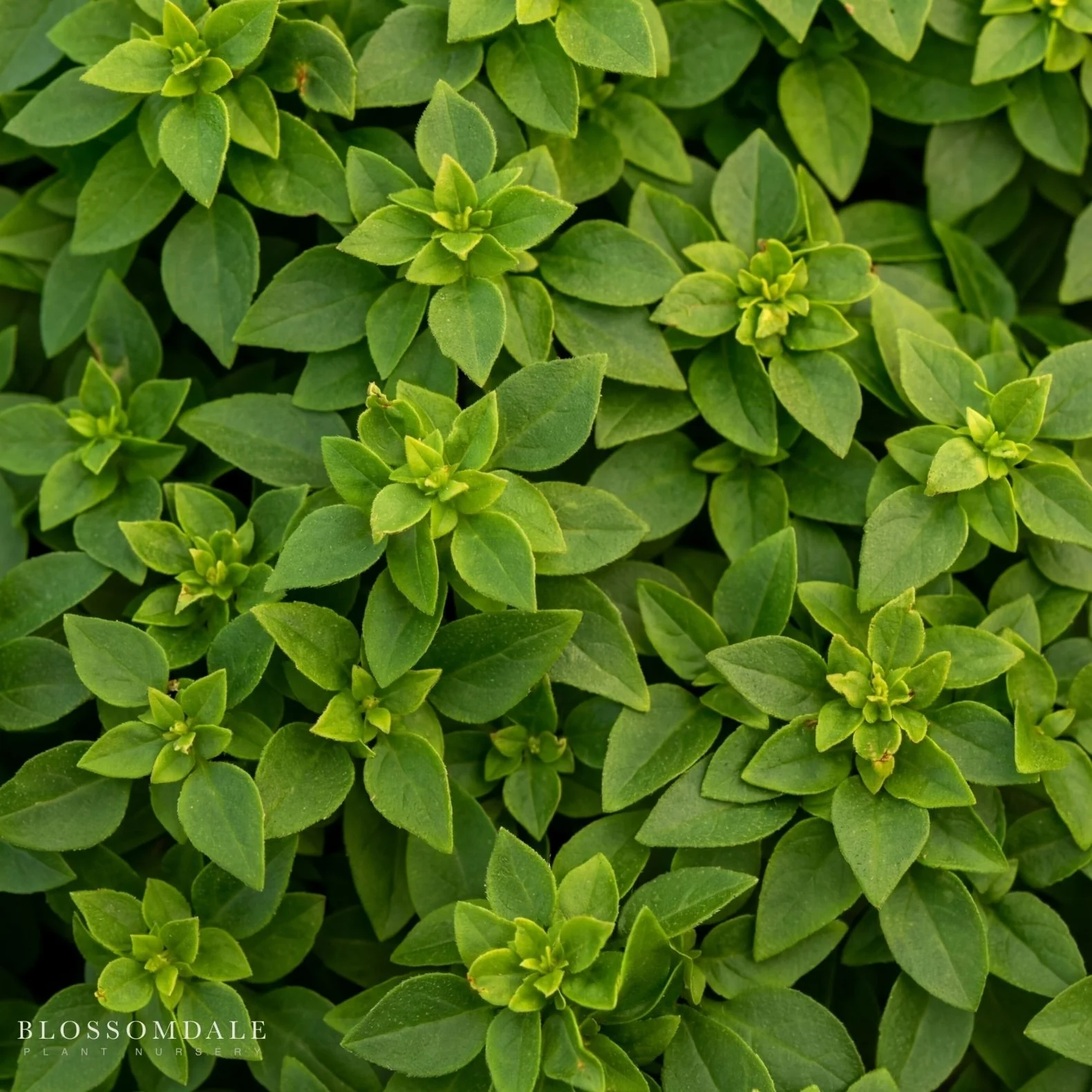 Basil Bonsai Seeds - Image 2