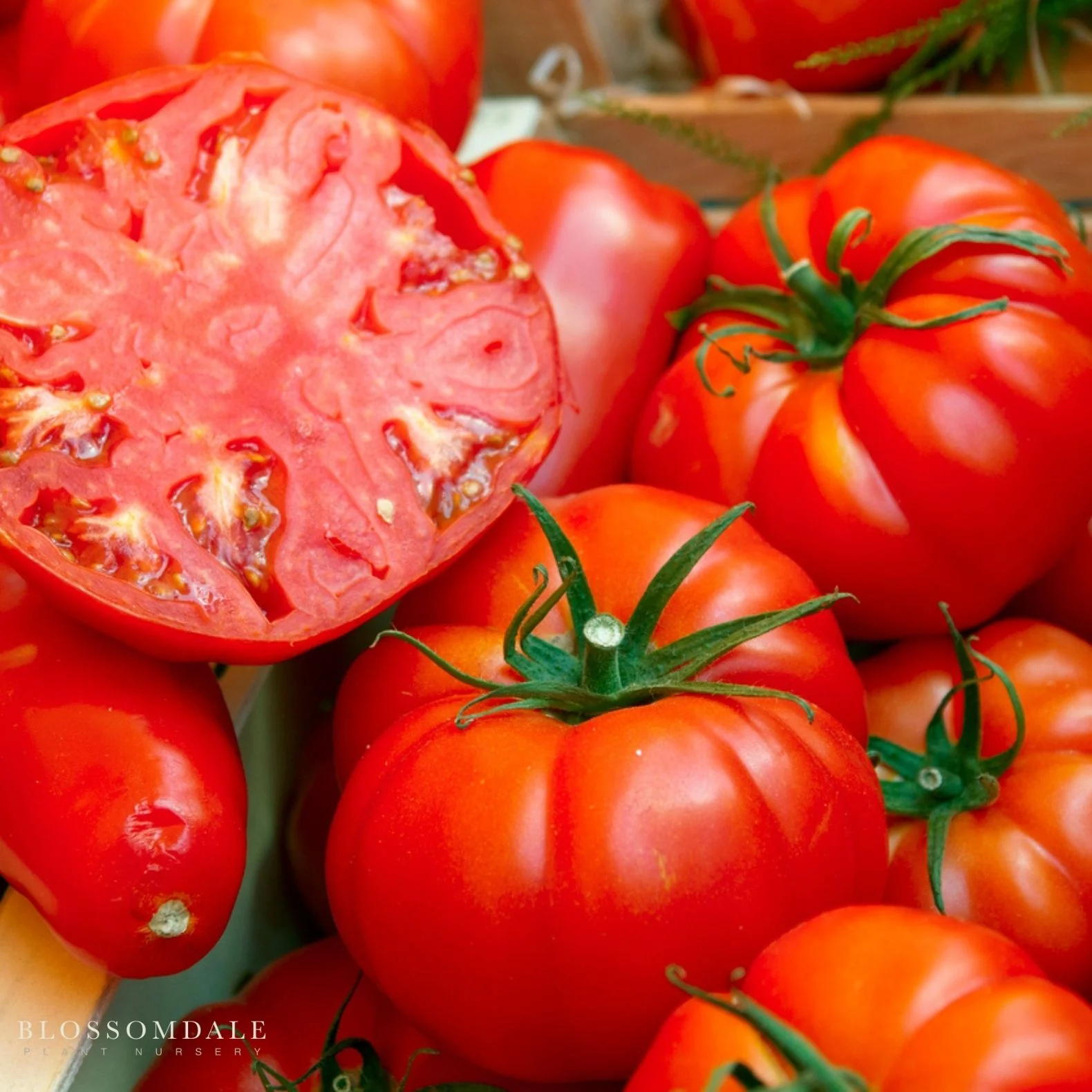 Beefsteak Tomato Seeds