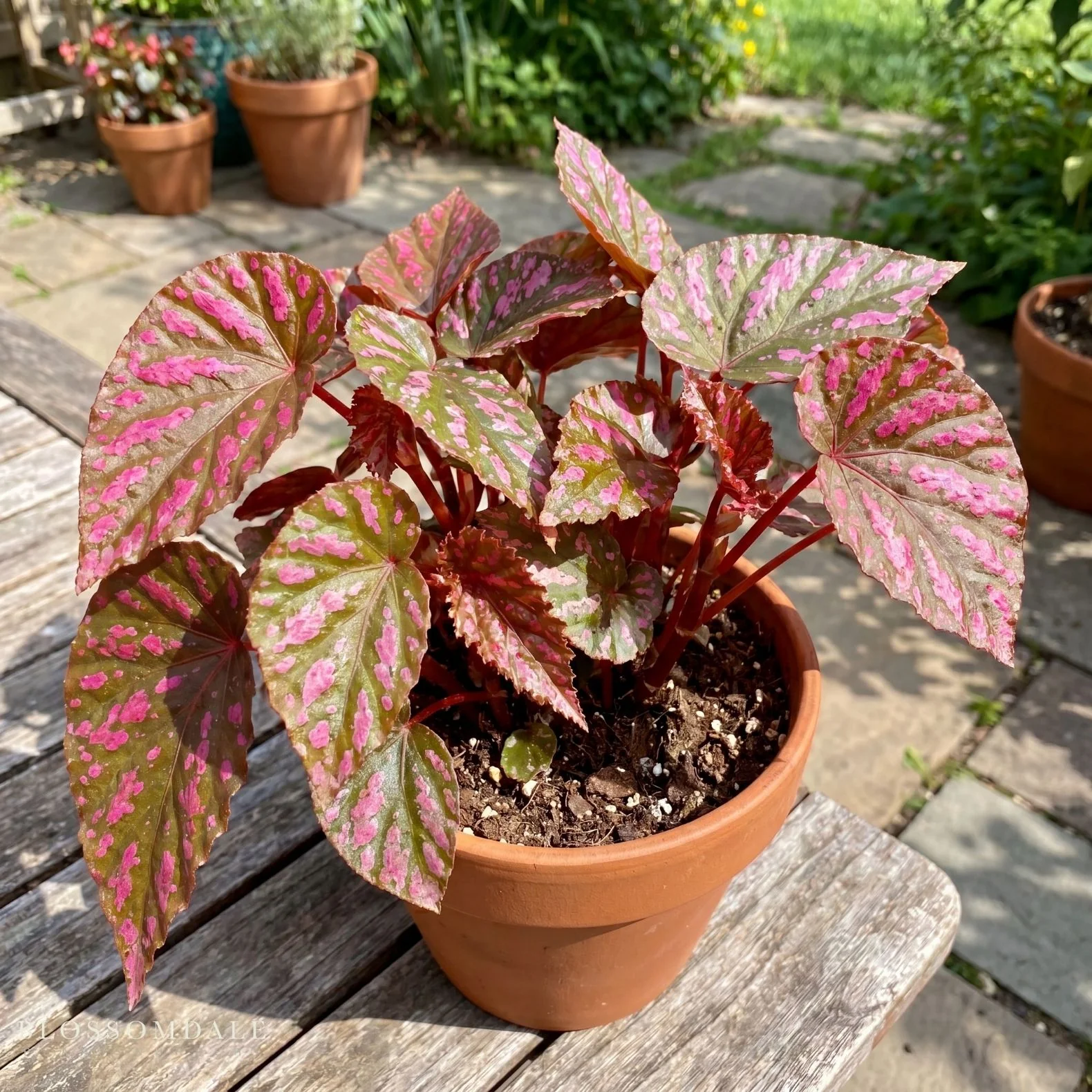Begonia brevirimosa 'Exotica' - Image 3