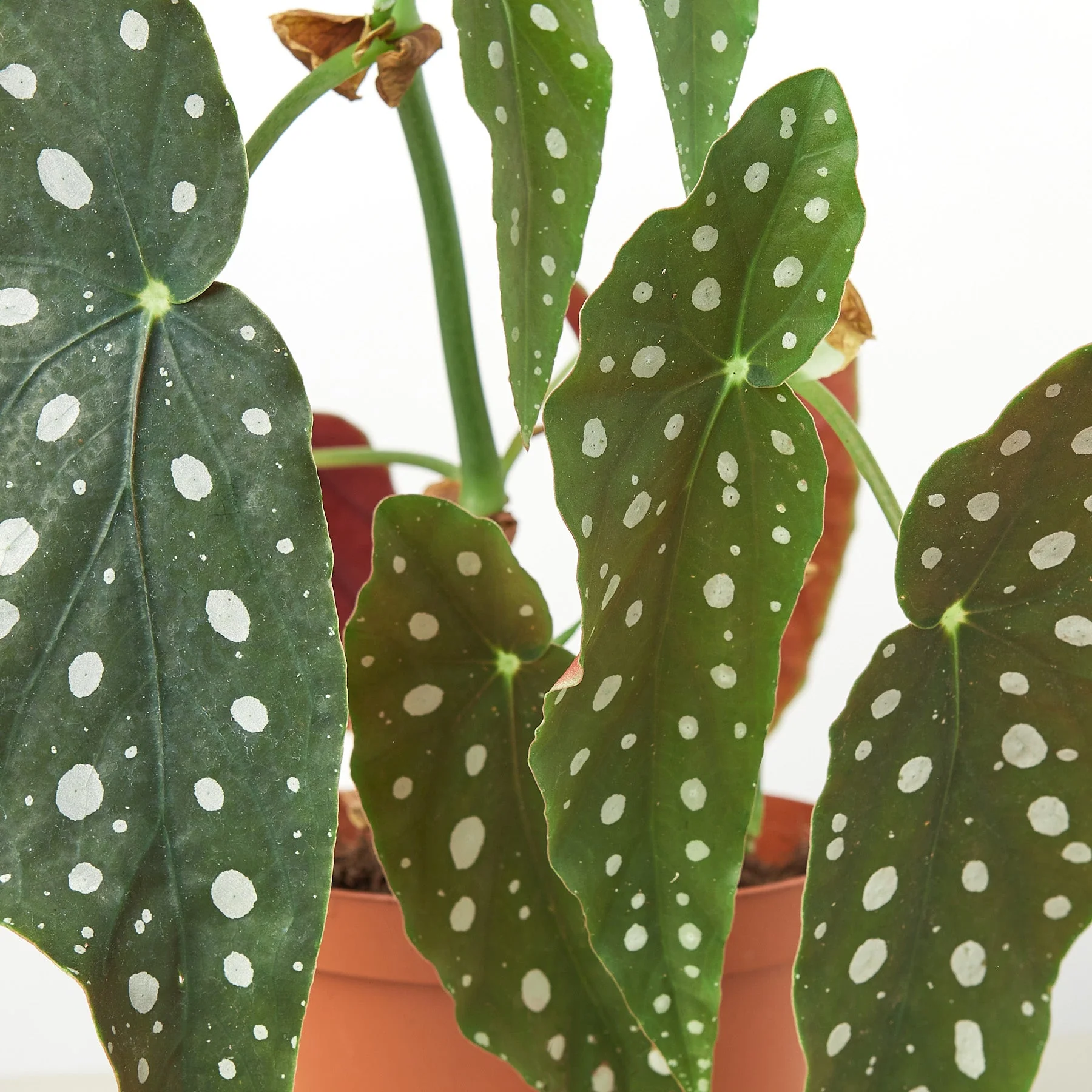 Begonia 'Maculata' - Image 3