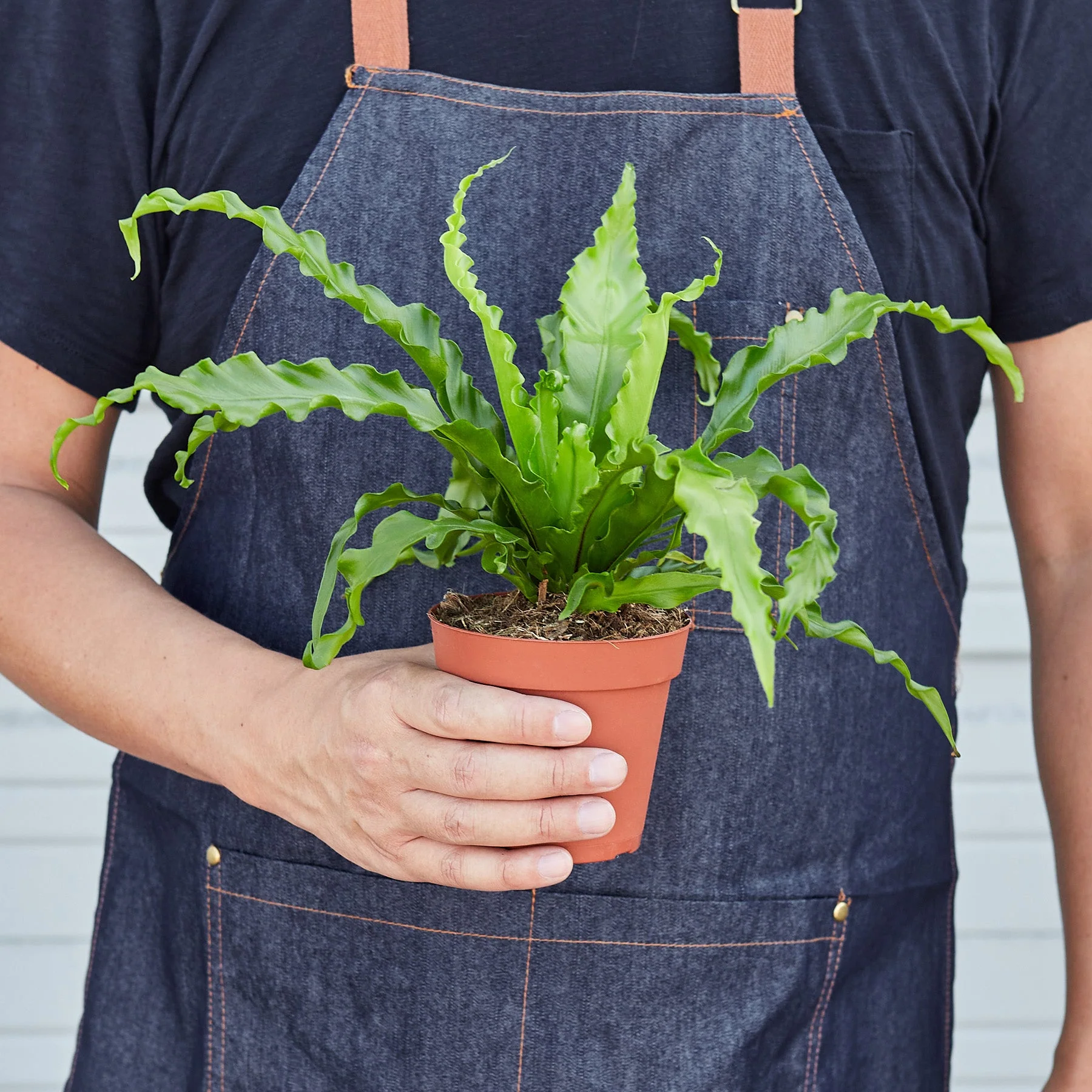 Bird’s Nest 'Victoria' Fern - Image 2