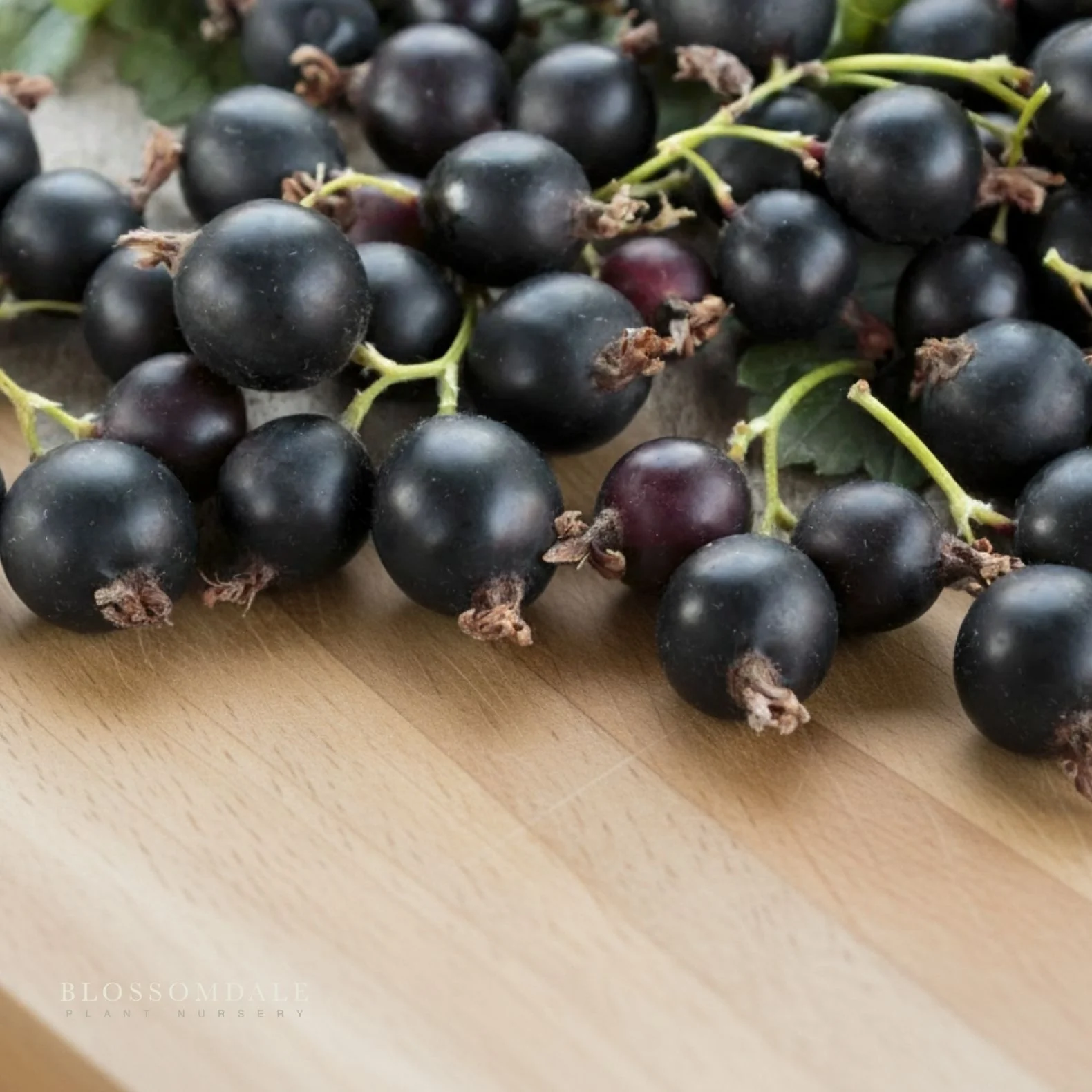 Black Velvet Gooseberry Shrub - Image 2