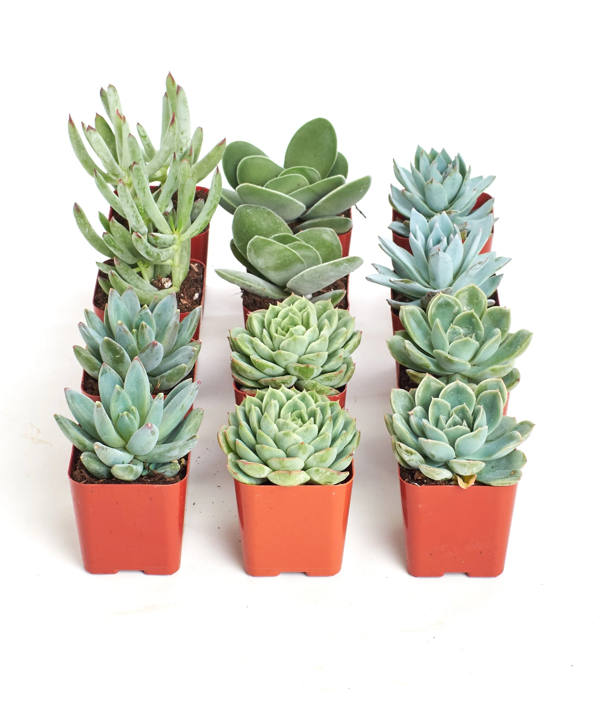 Blue & Green Mini Succulent Collection - Image 6