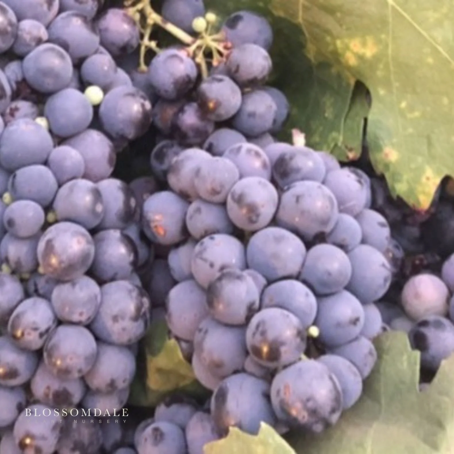 Blueberry Table Grape Vine
