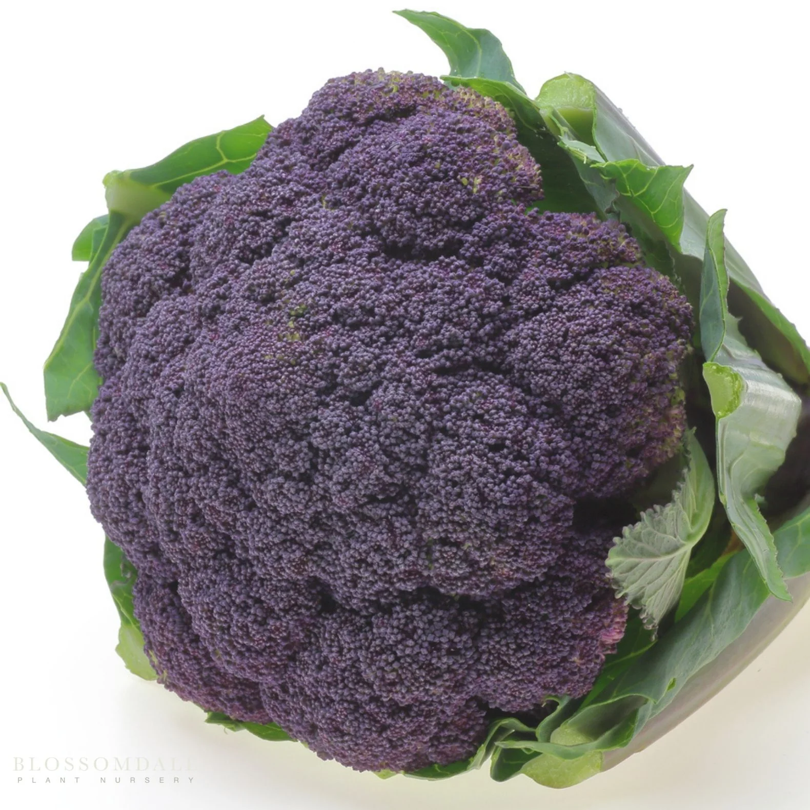 Purple Magic Broccoli Seeds - Image 2