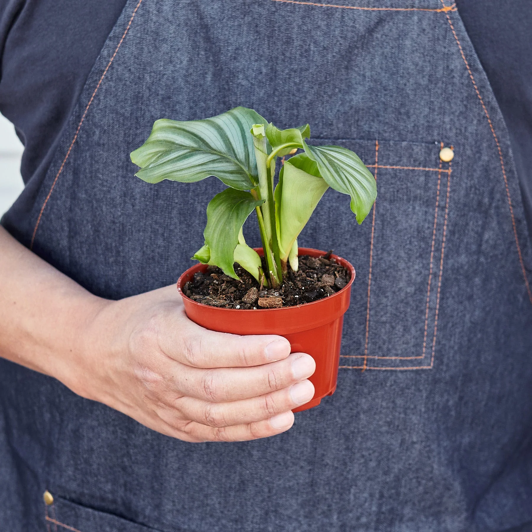 Calathea 'Orbifolia' - Image 3