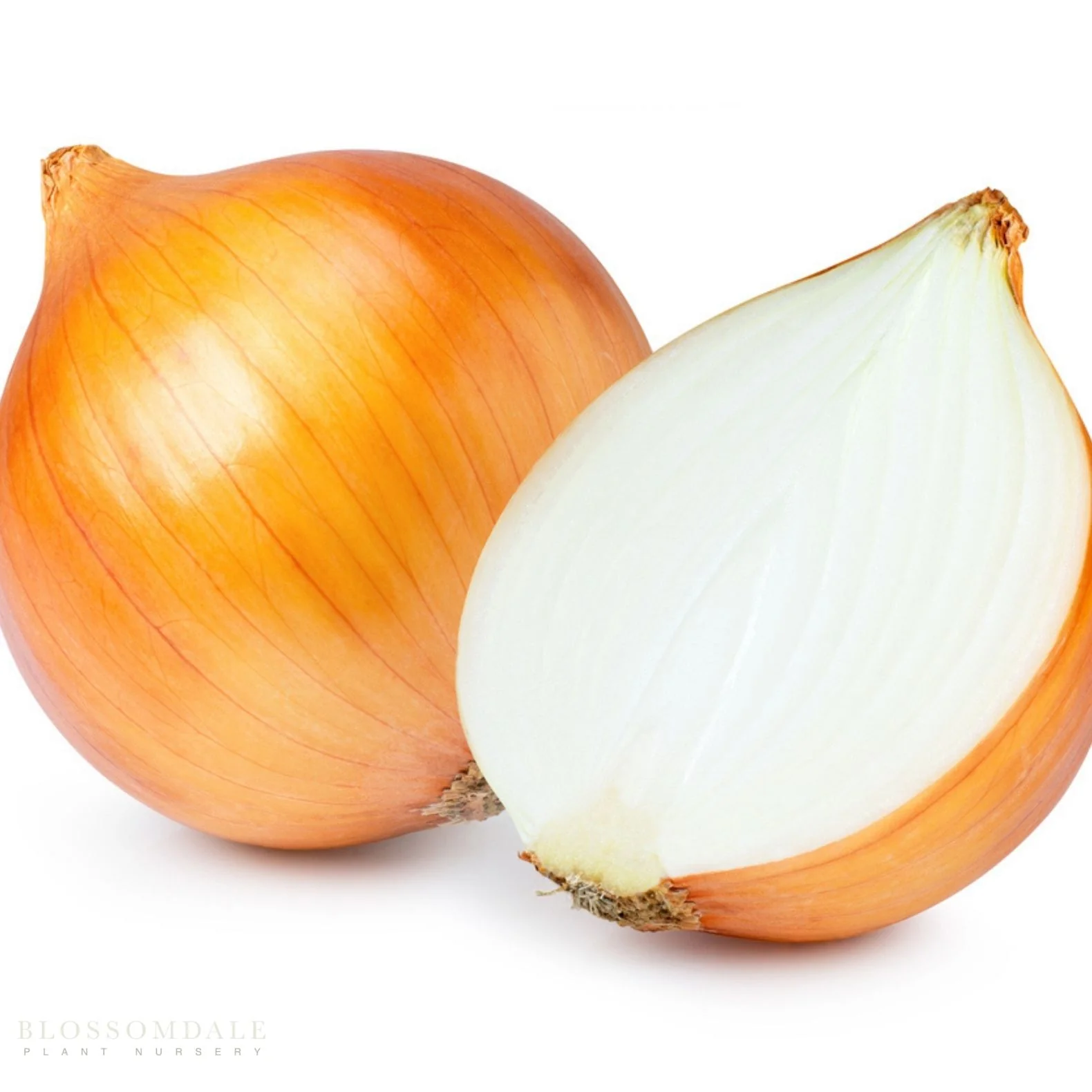 Candy Onion Seeds - Image 2