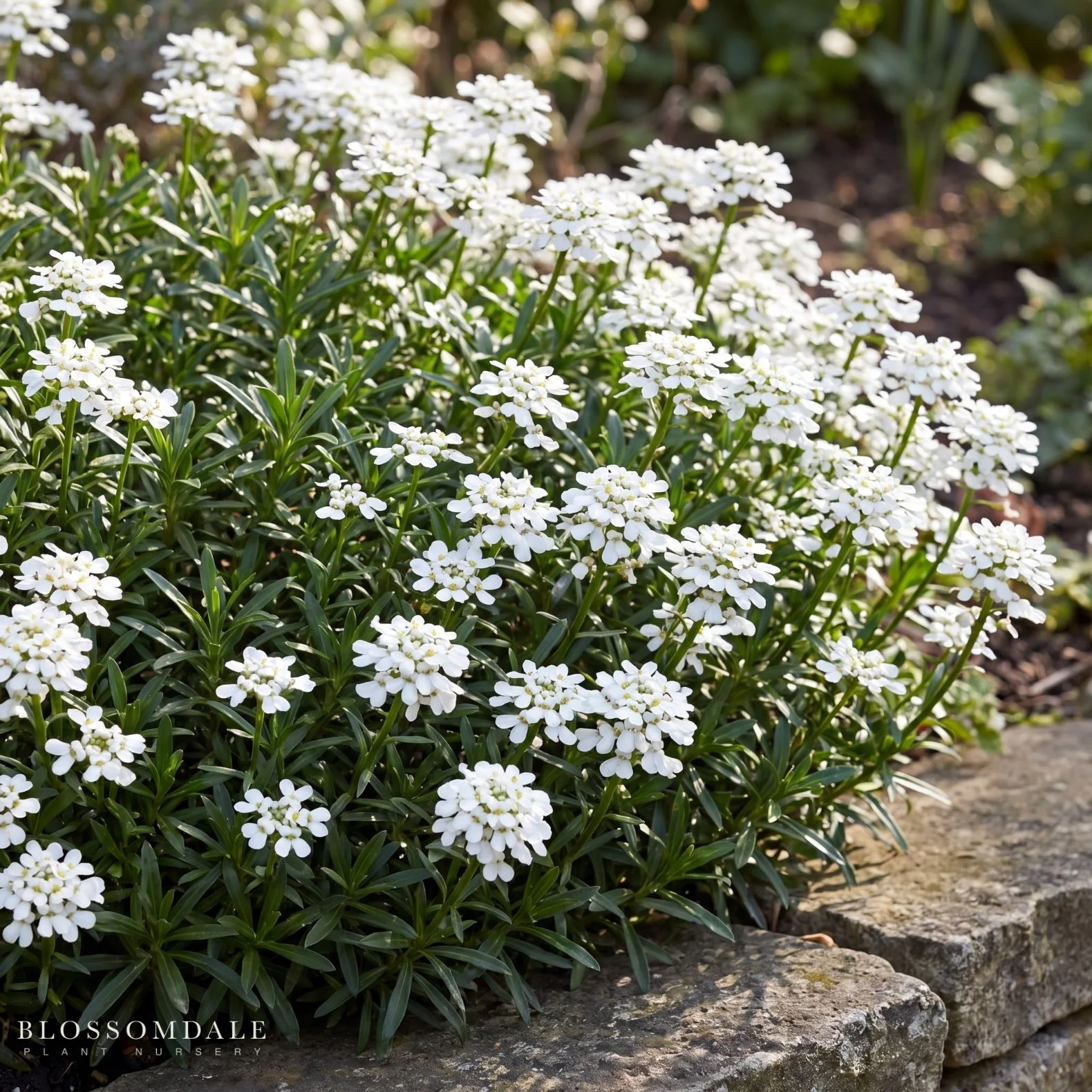 Iberis Candytuft ‘Purity’ - Image 2