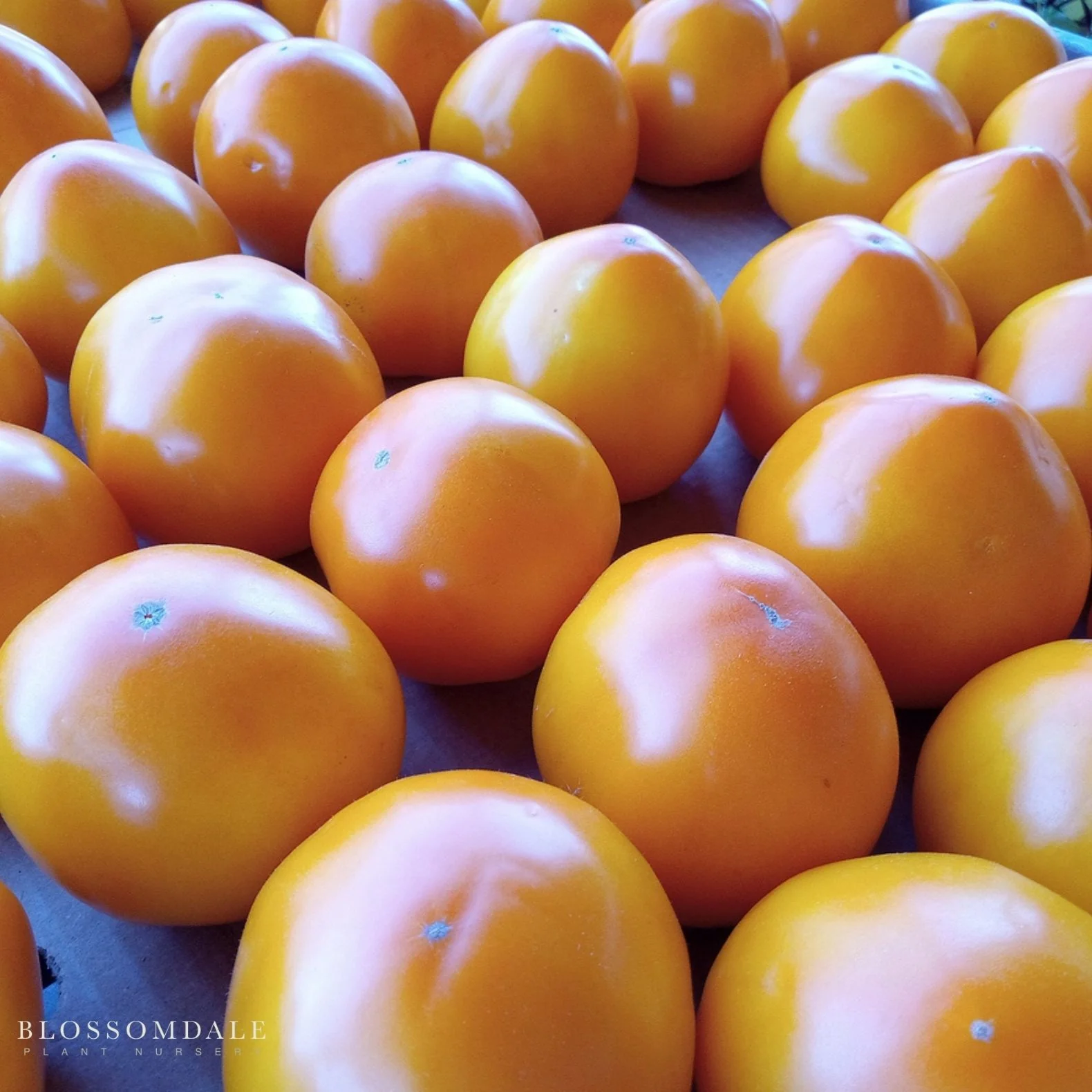 Carolina Gold Tomato Seeds - Image 2