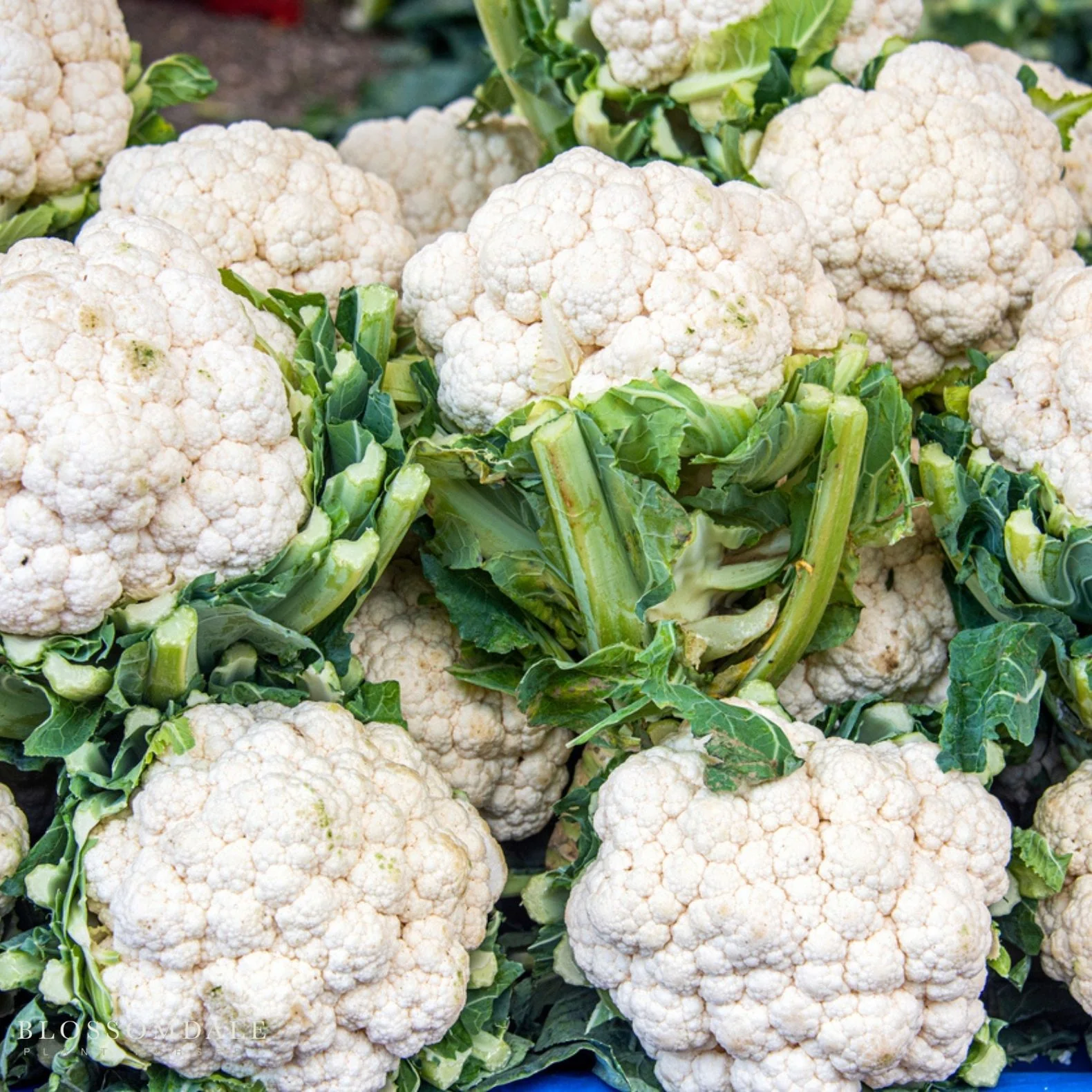 Snow Crown Cauliflower Seeds - Image 2