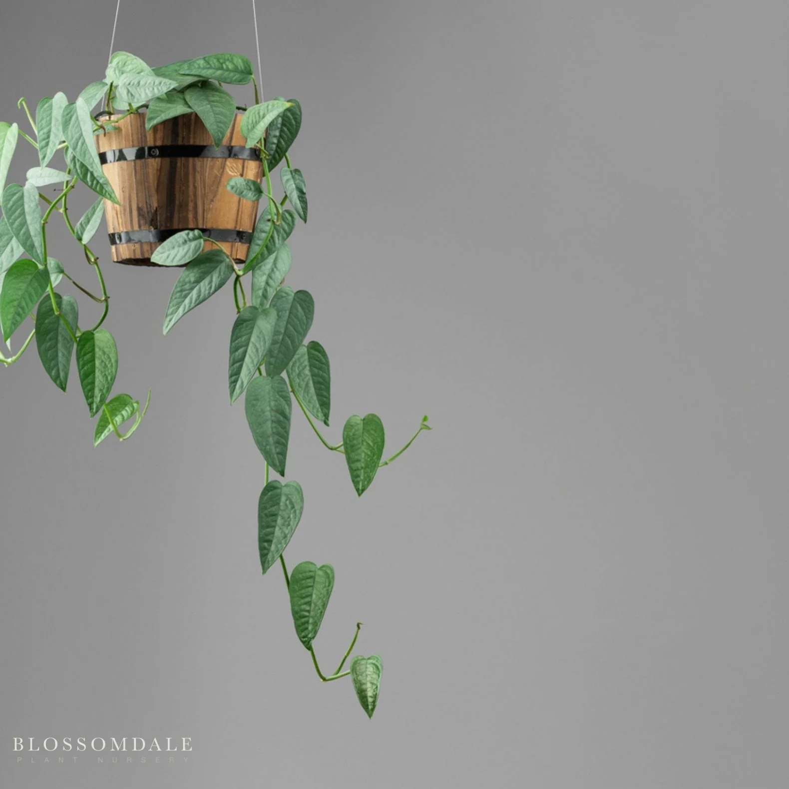 Cebu Blue Pothos - Image 3