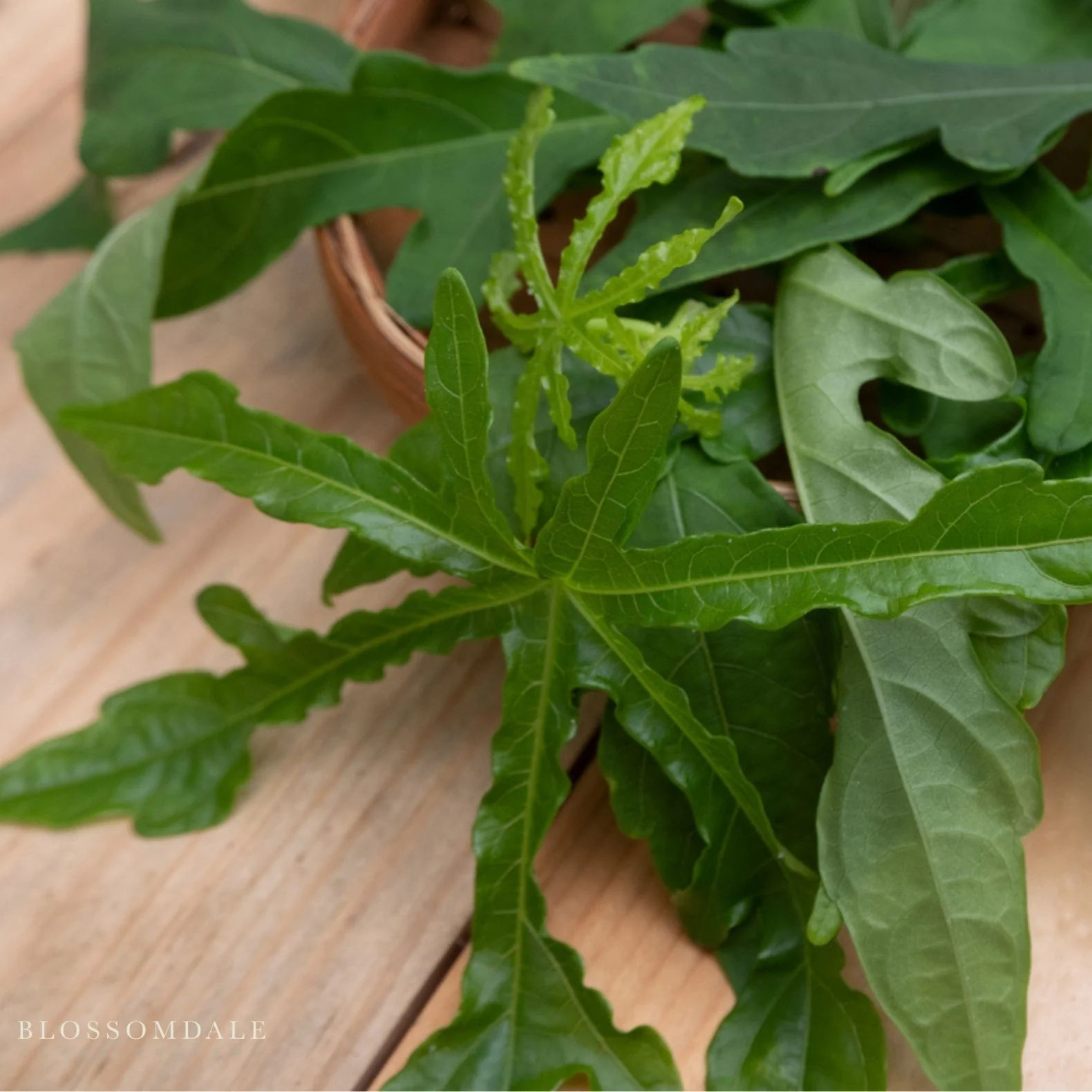 Edible Hibiscus "Chief Kubo’s Prize" - Image 3