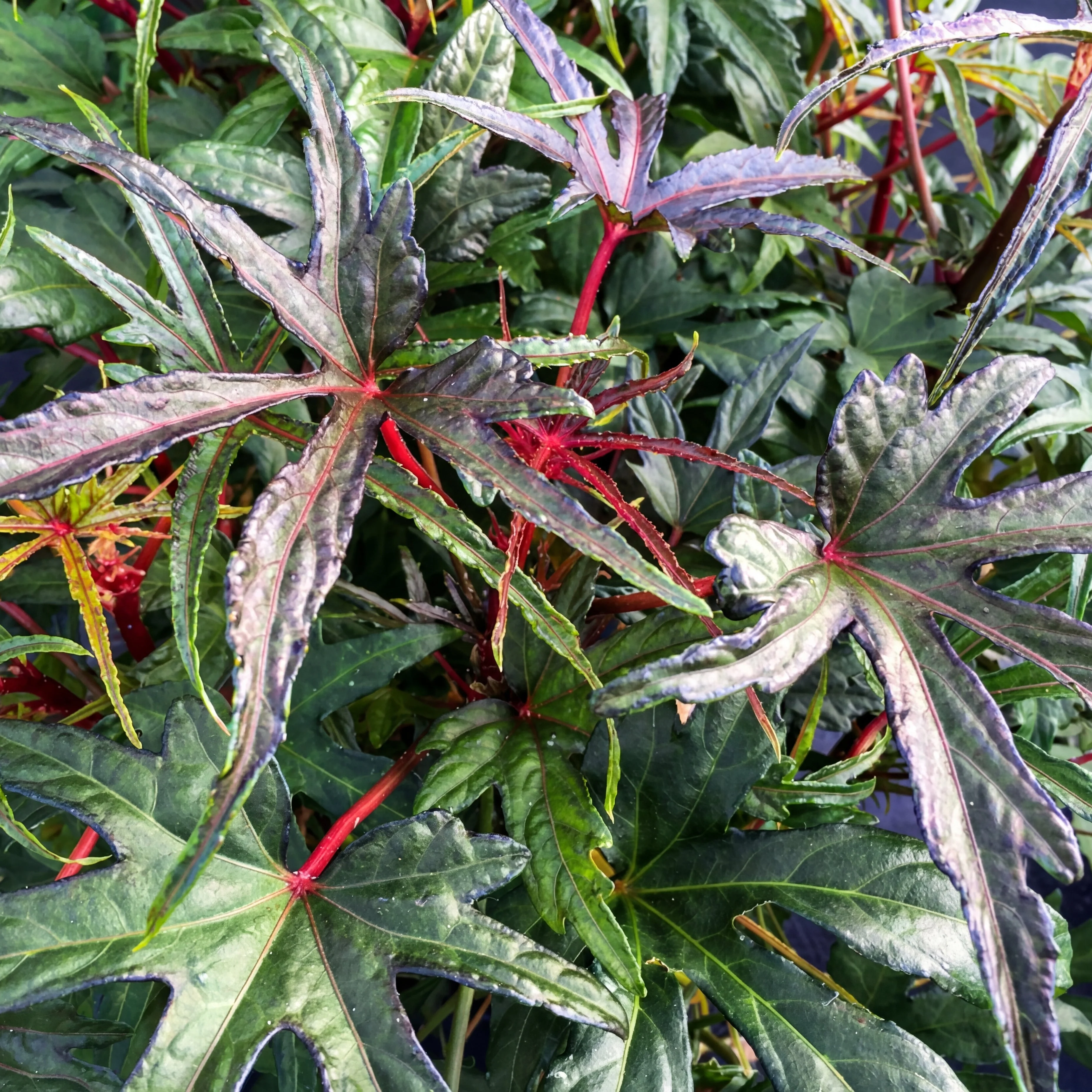 Edible Hibiscus "Chief Kubo’s Prize" - Image 4