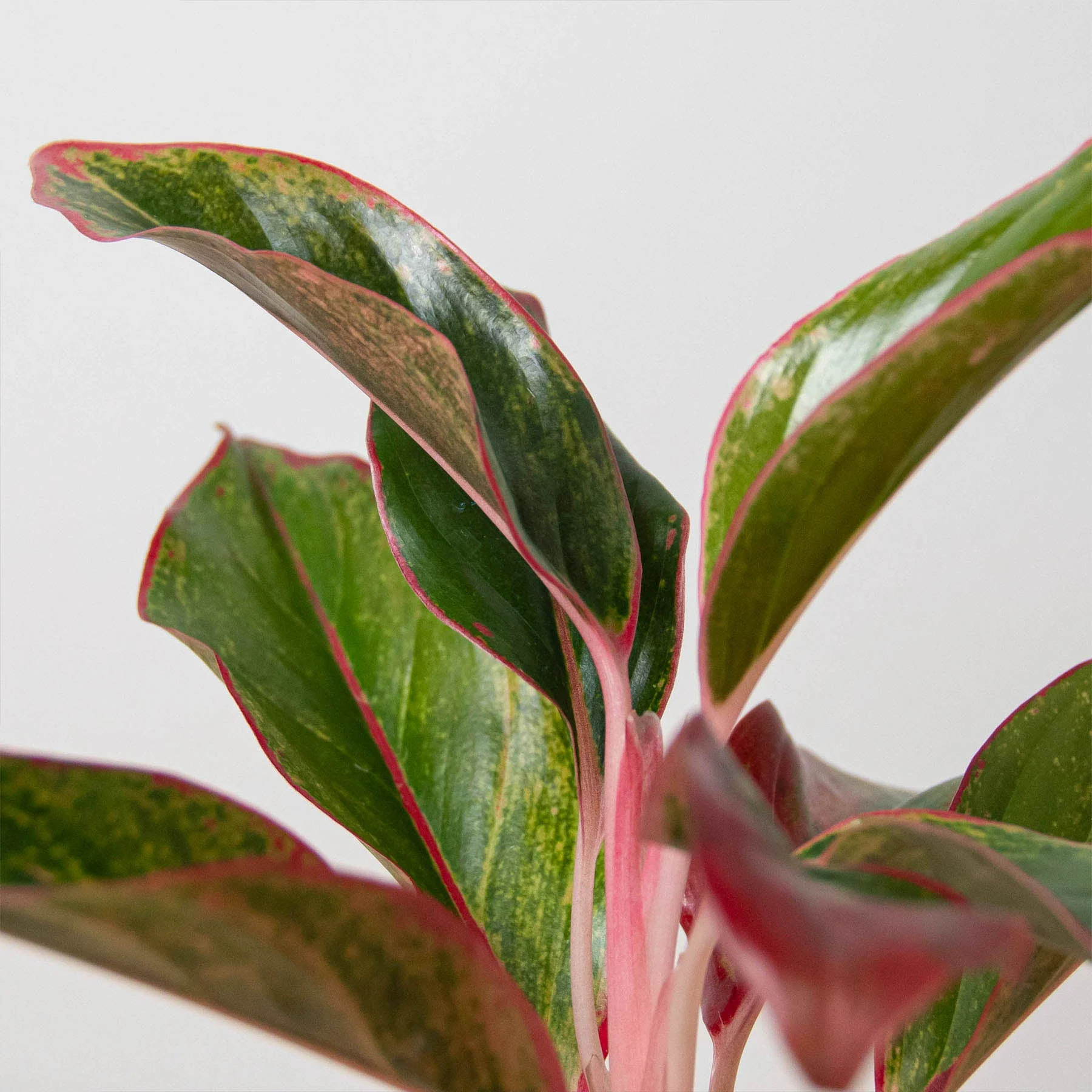 Chinese Evergreen 'Red Siam' - Image 2