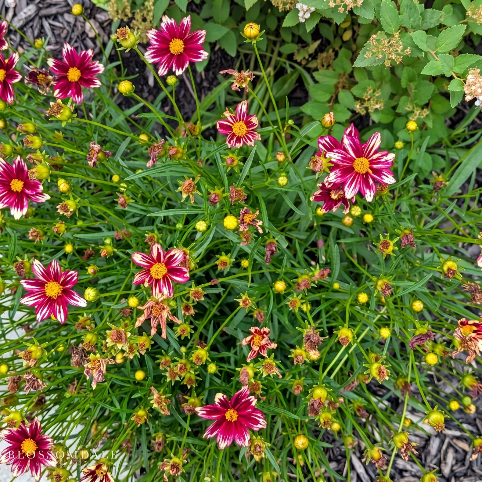 Coreopsis 'Ruby Frost' - Image 2