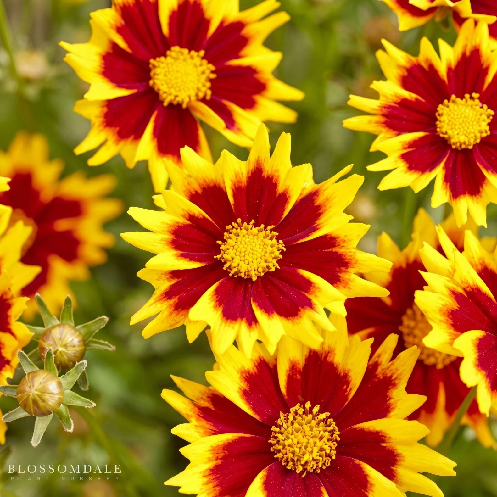 Coreopsis 'Solar Jewel'