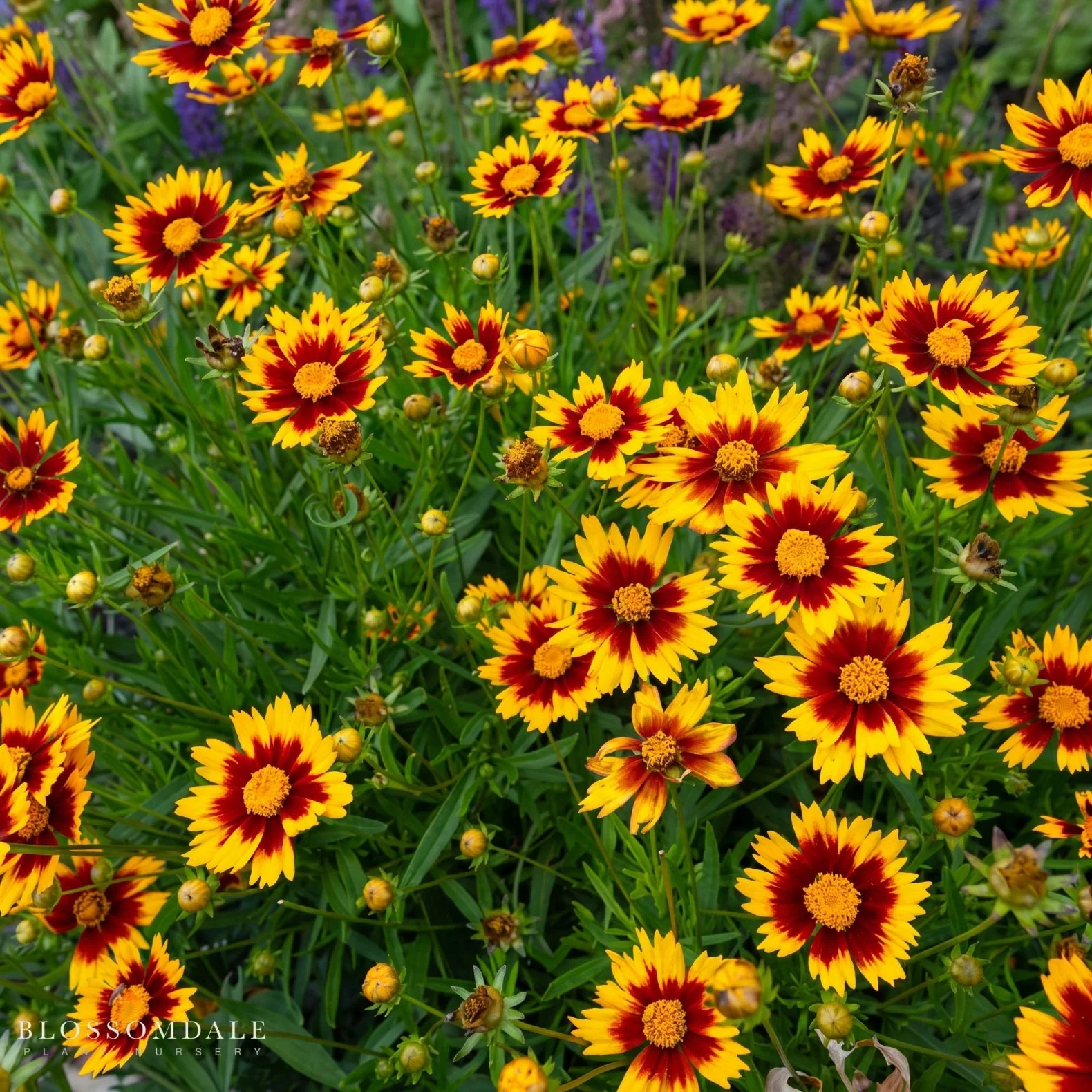 Coreopsis 'Solar Jewel' - Image 2